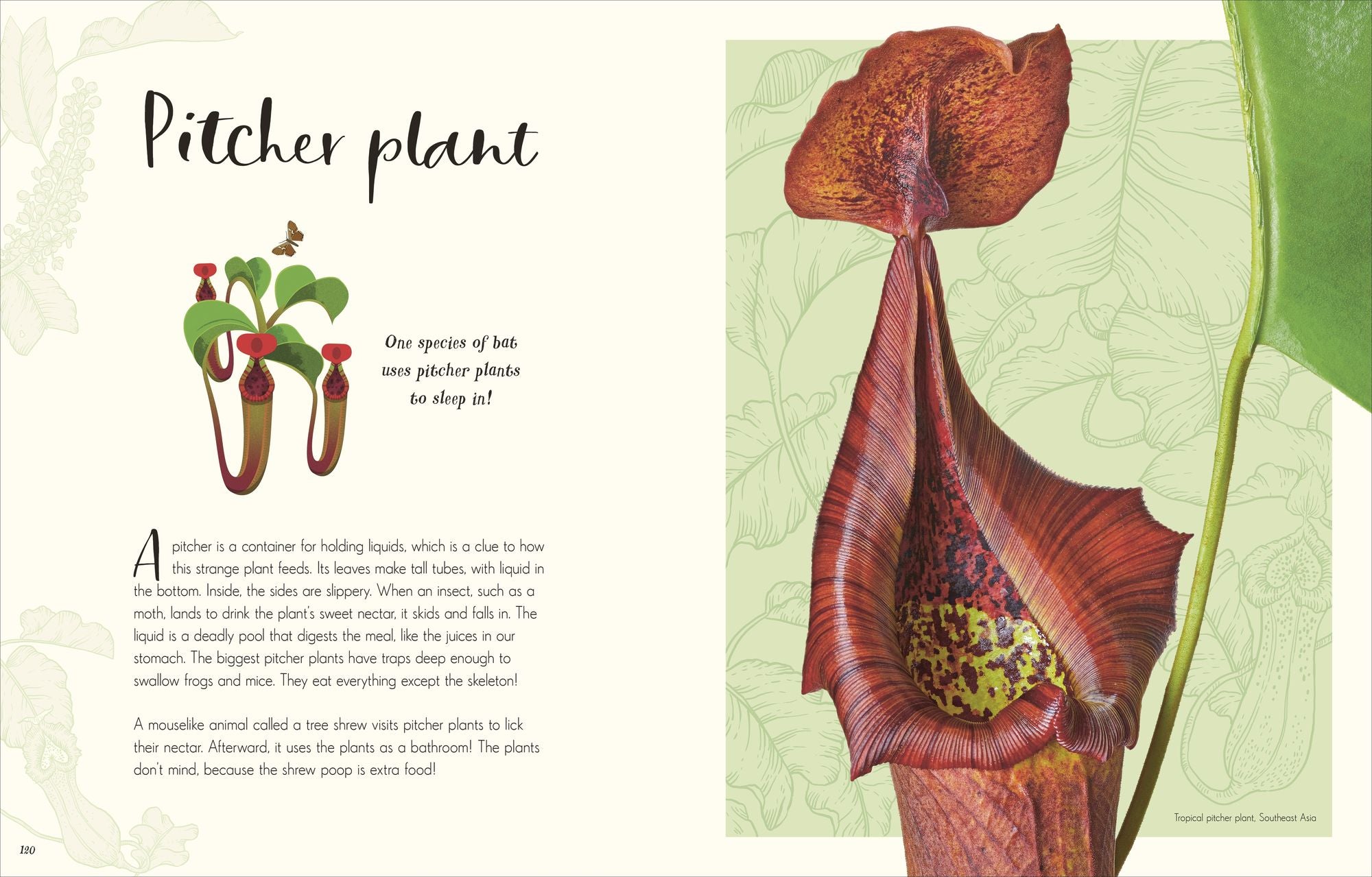 The Wonders of Nature: Discover the Incredible Stories of the Natural World