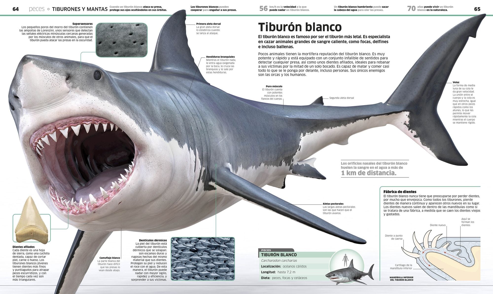 Animales (Knowledge Encyclopedia Animal!): El reino animal como nunca lo habías visto