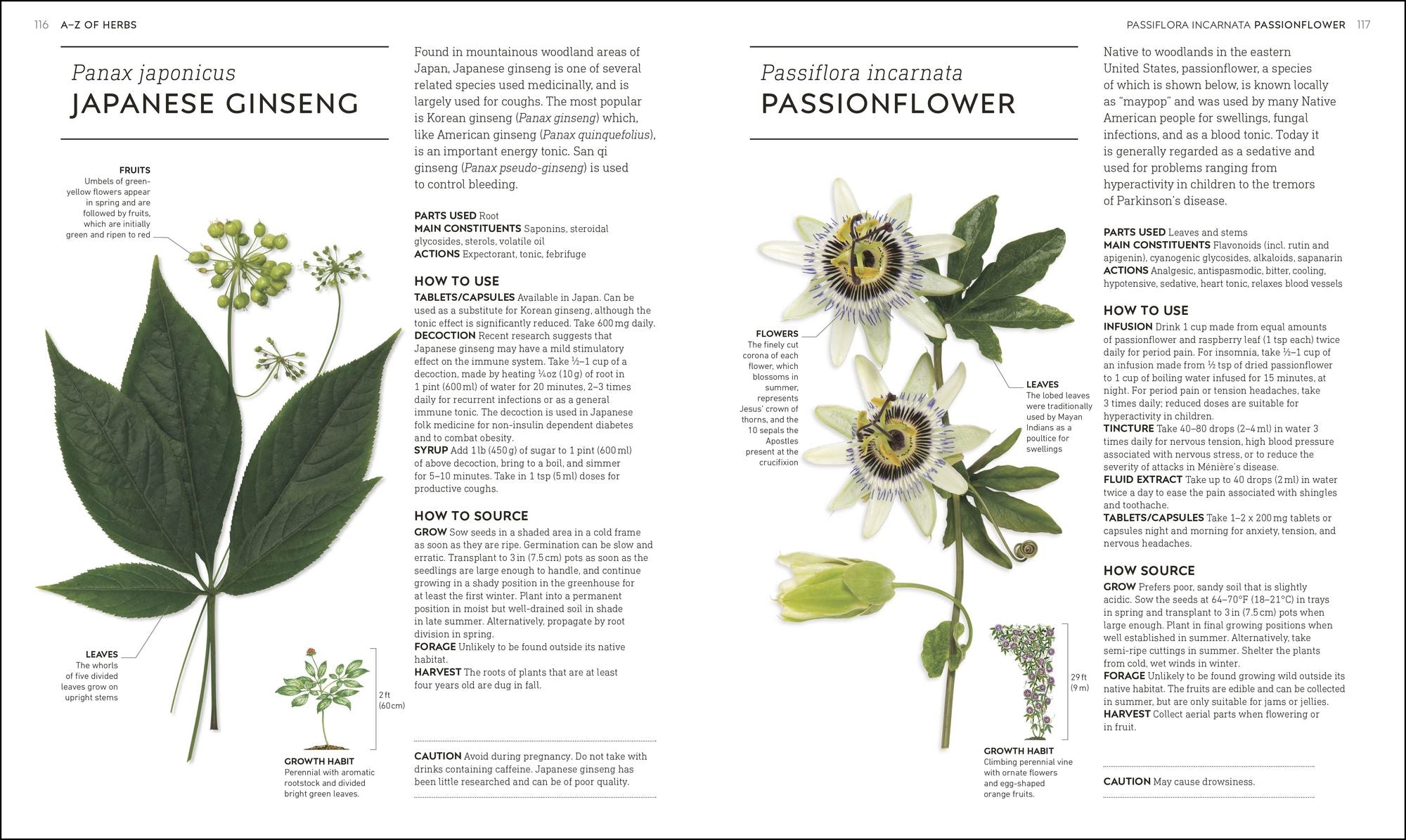 Essential Herbs: Treat Yourself Naturally with Herbs and Homemade Remedies