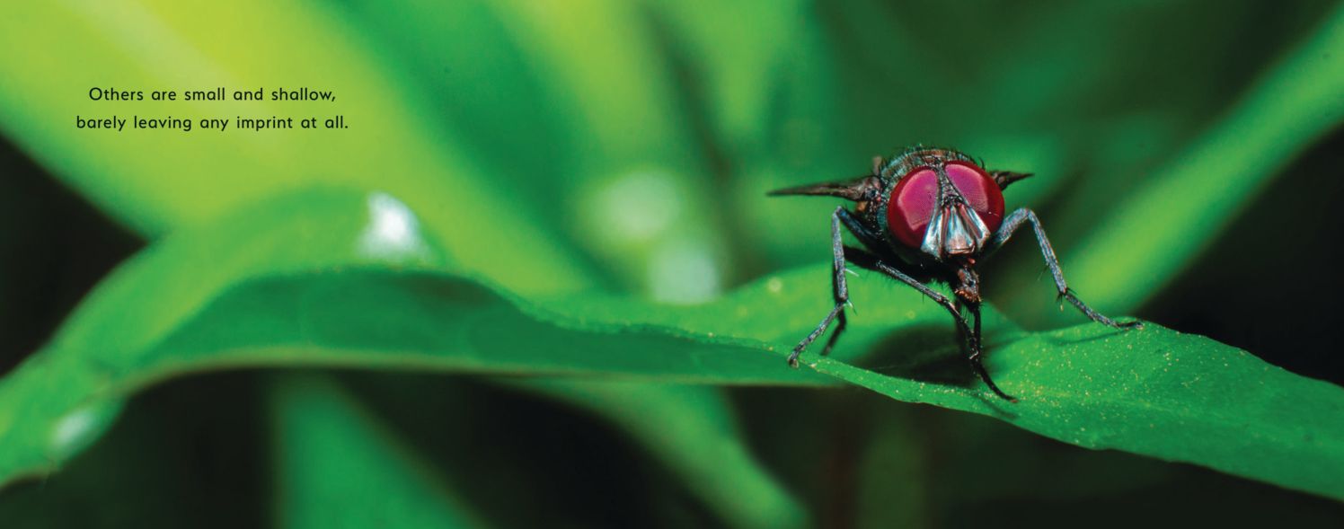 Footprints Across the Planet