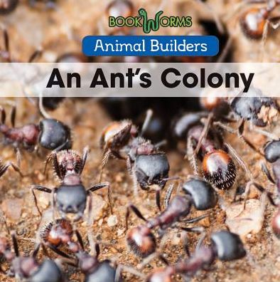 An Ant's Colony