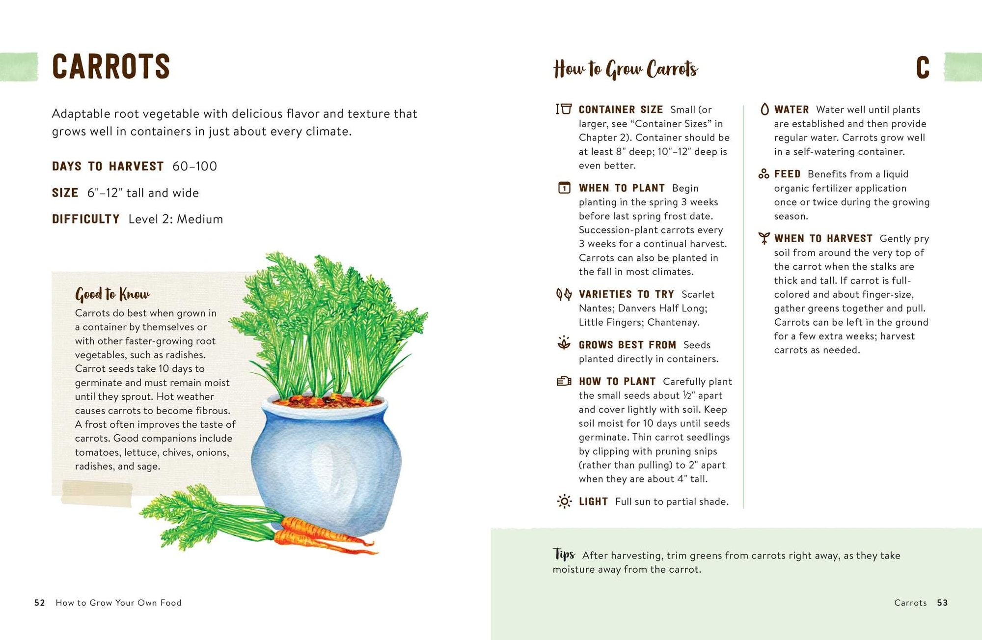 How to Grow Your Own Food: An Illustrated Beginner's Guide to Container Gardening