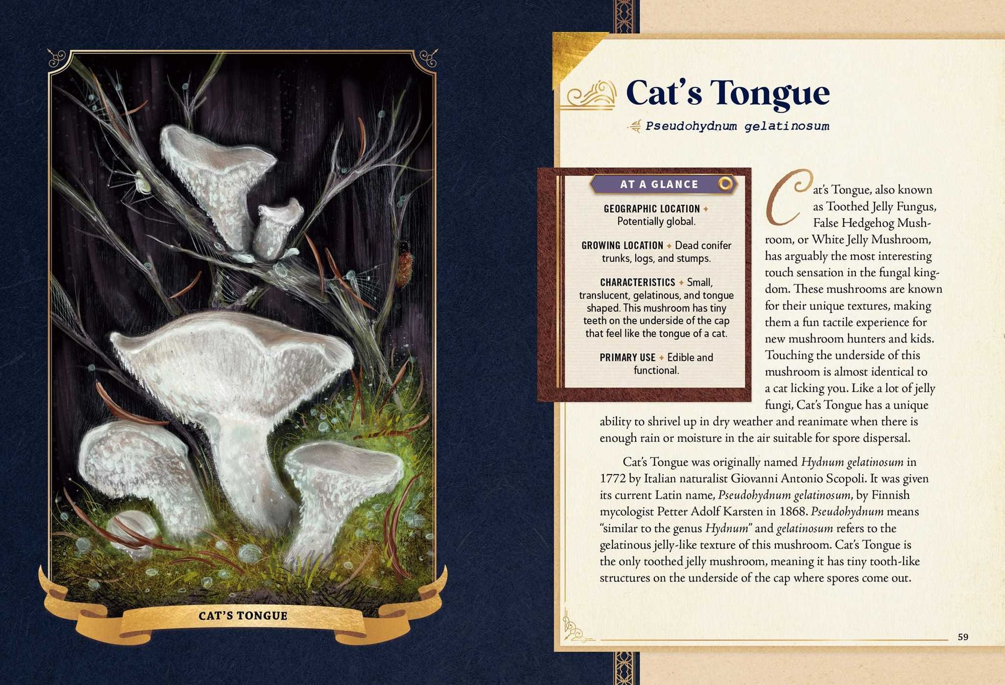 The Little Book of Mushrooms: An Illustrated Guide to the Extraordinary Power of Mushrooms
