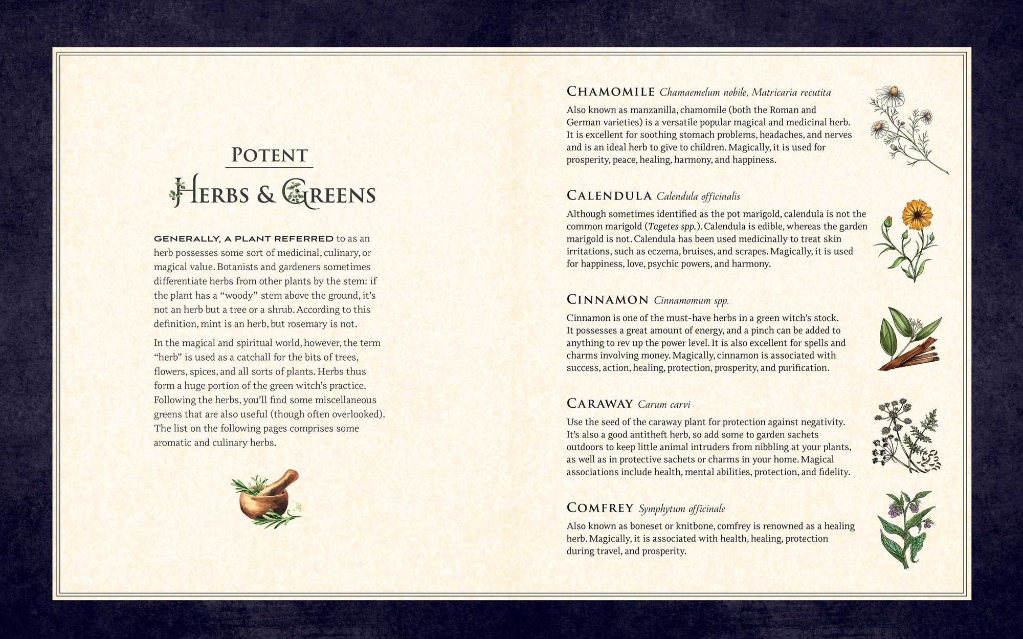 The Green Witch Illustrated: An Enchanting Immersion Into the Magic of Natural Witchcraft