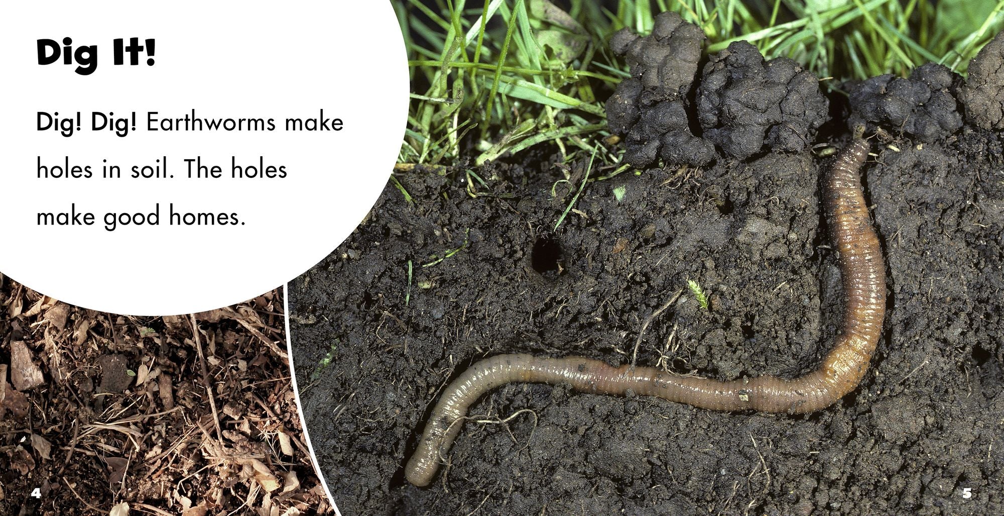 Earthworms