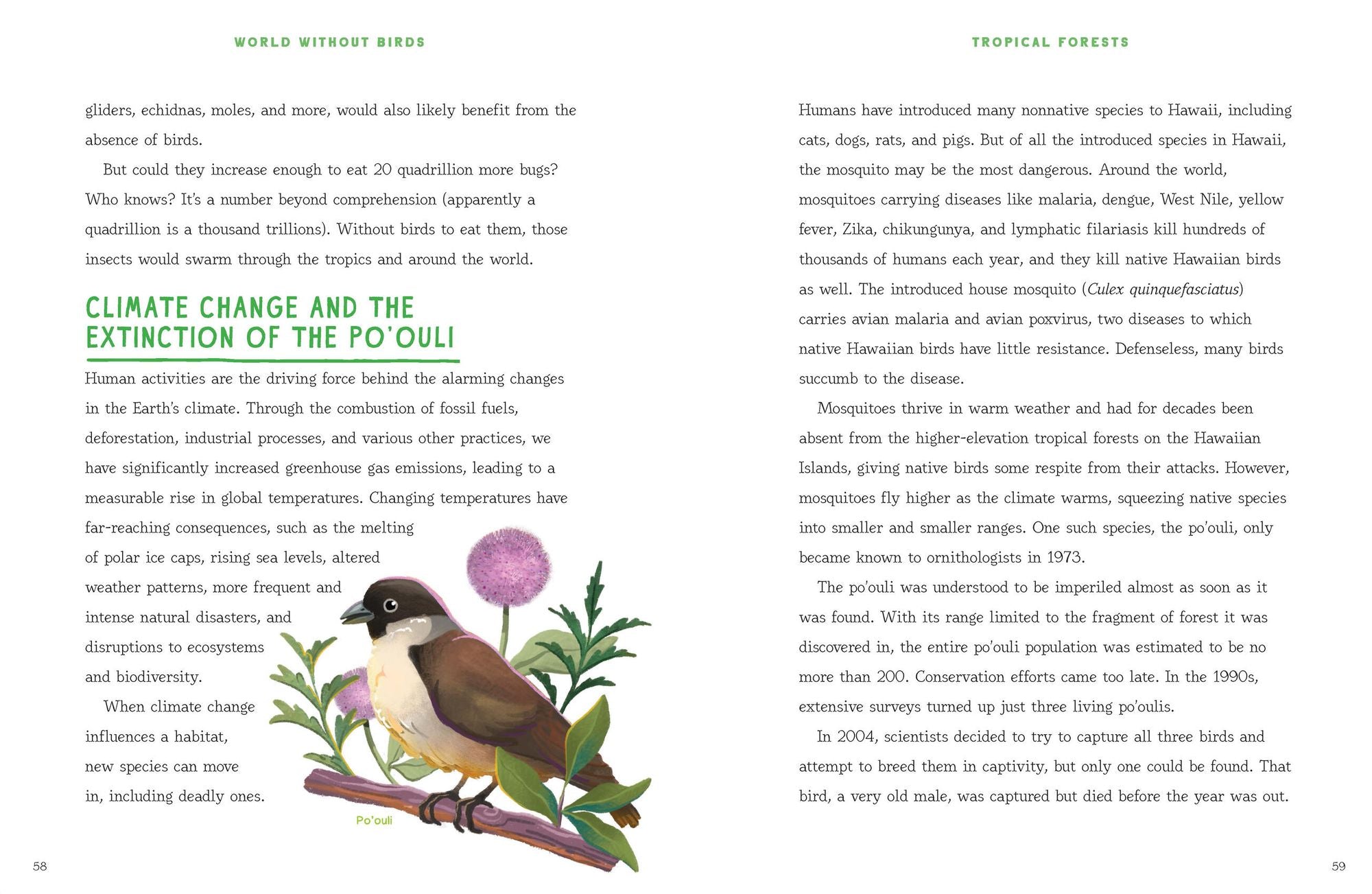 World Without Birds: How to Save Our Planet, One Bird at a Time