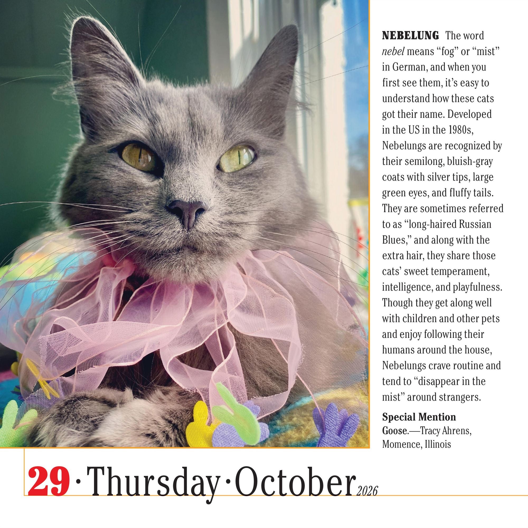 2026 365 Cats Page-A-Day Calendar