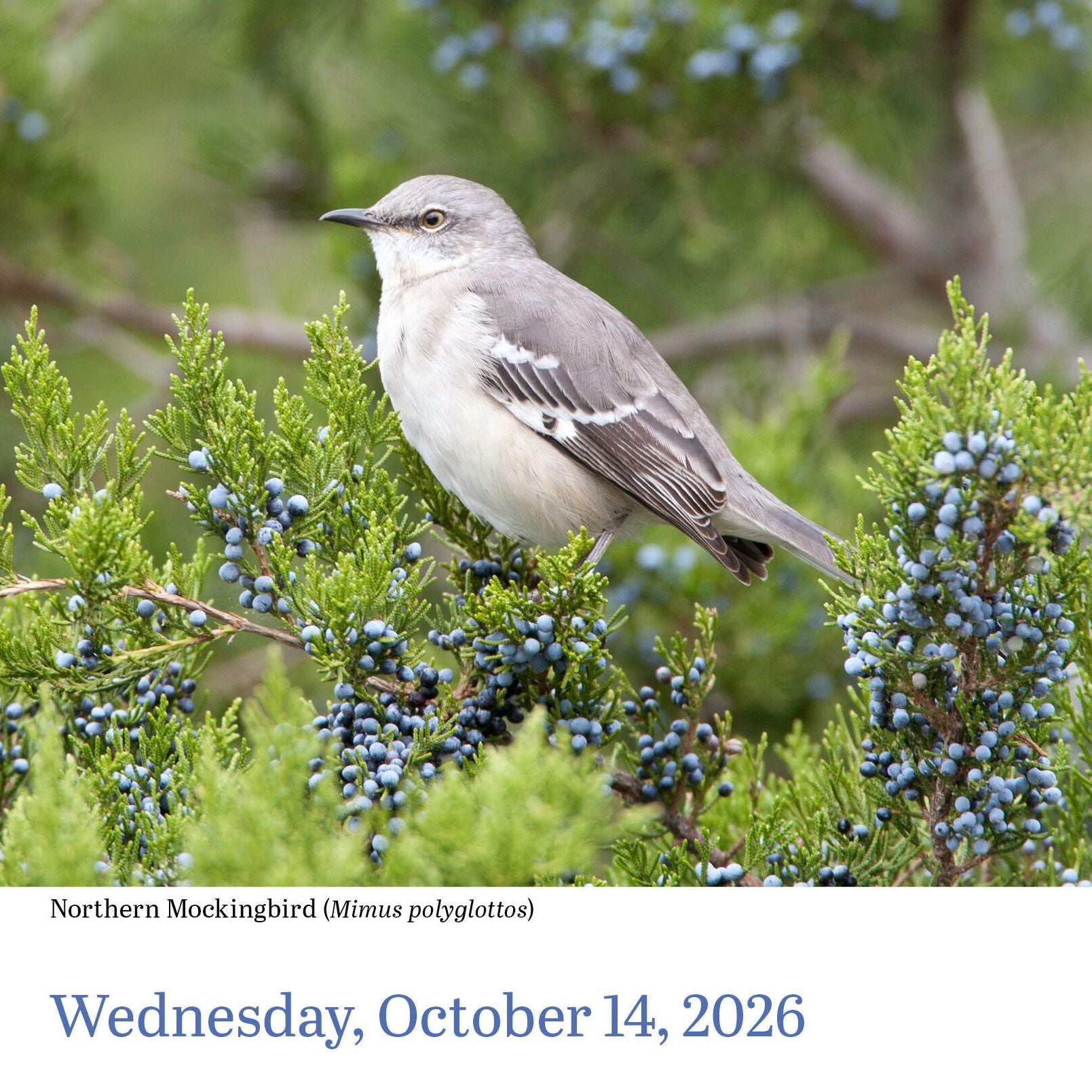 2026 Audubon Birds Page-A-Day Calendar