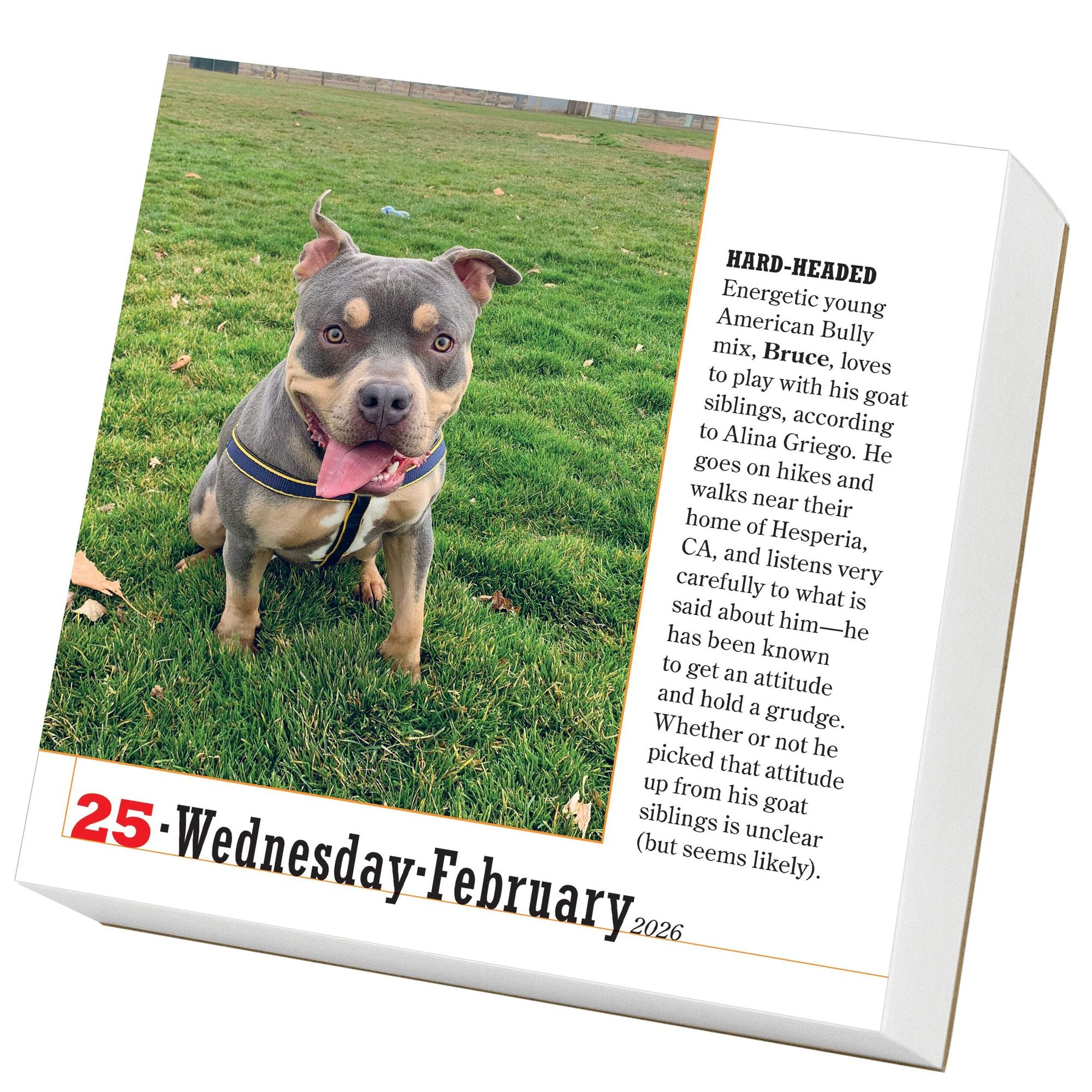 2026 365 Dogs Page-A-Day Calendar
