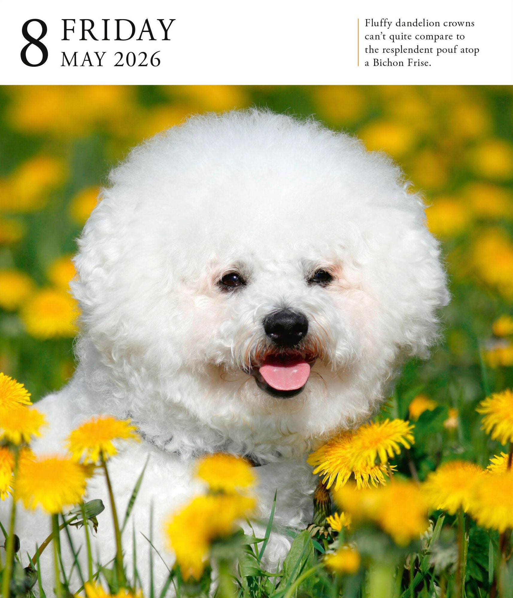 Dog Page-A-Day Gallery Calendar 2026: An Elegant Canine Celebration