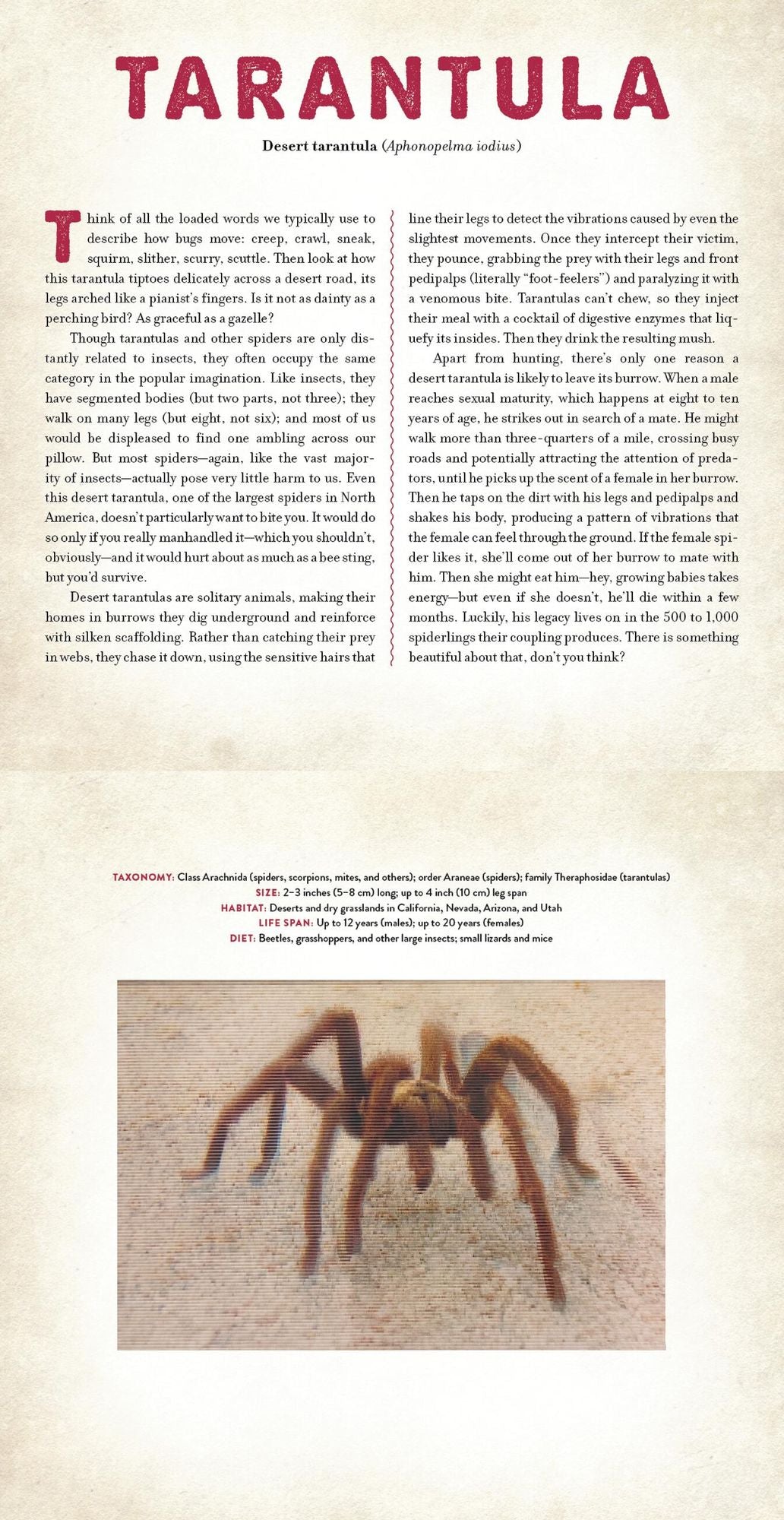 Bugs: A Photicular Book