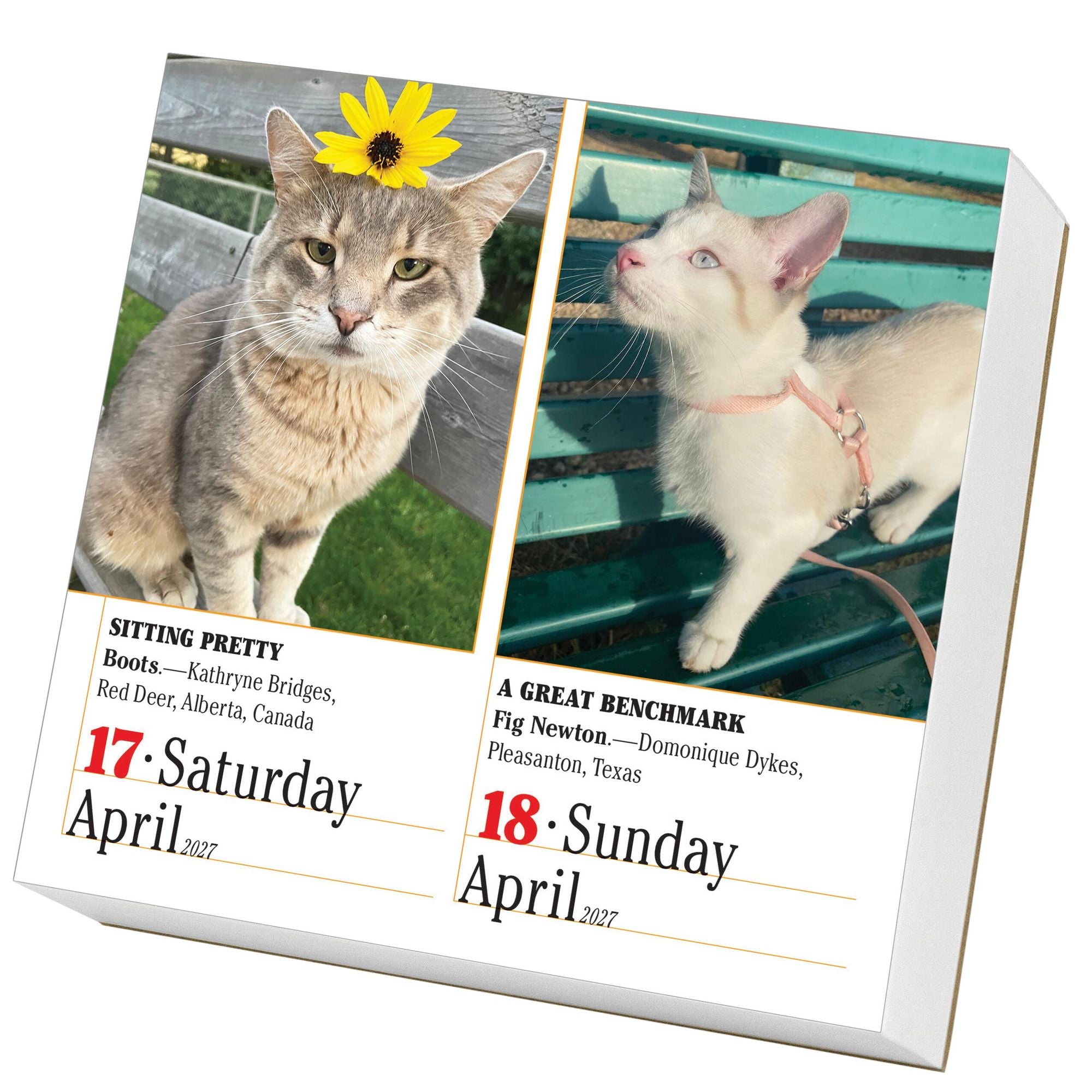 2027 365 Cats Page-A-Day Calendar