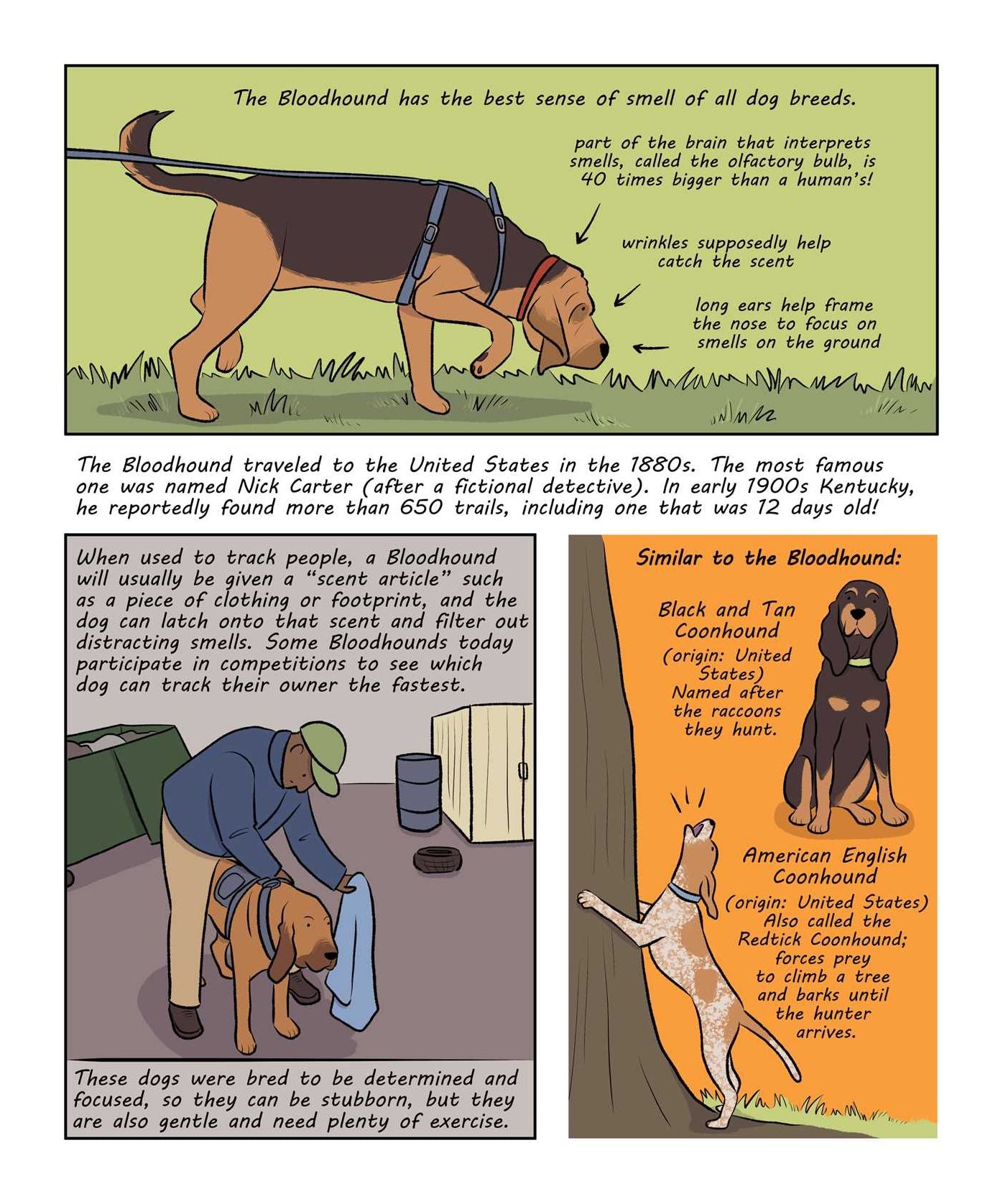 Why Are Dogs: An Illustrated History of the Wonderful World of Dogs