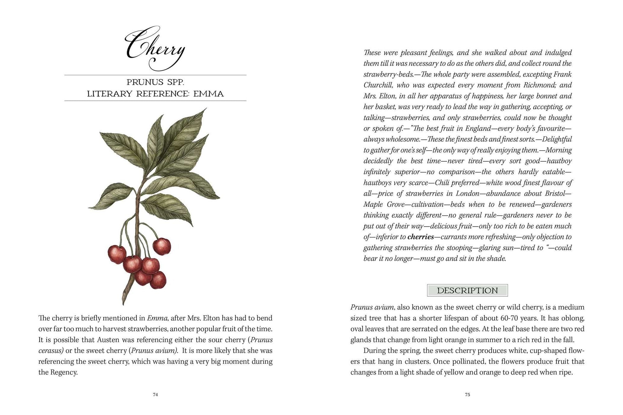 Jane Austen's Garden: A Botanical Tour of the Classic Novels