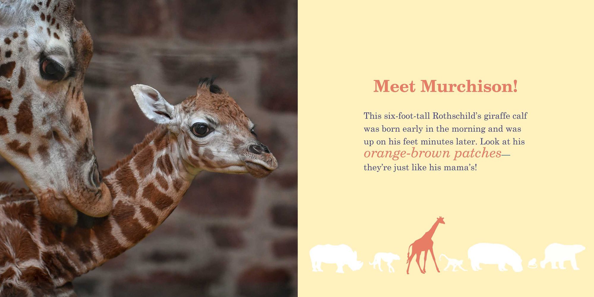 ZigZag ZooBorns!: Zoo Baby Colors and Patterns