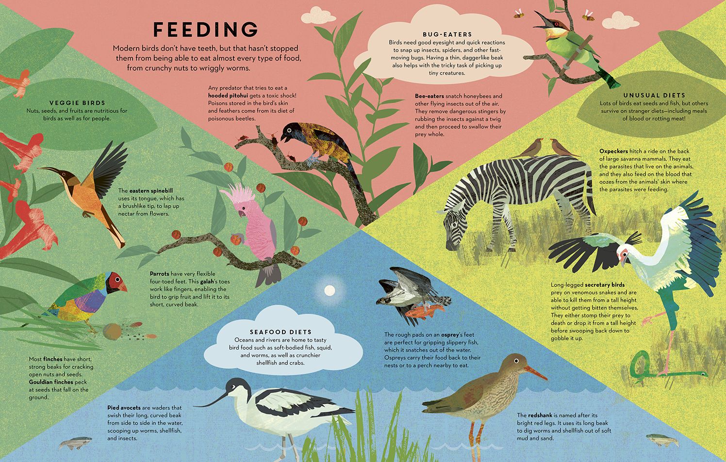Birds Everywhere