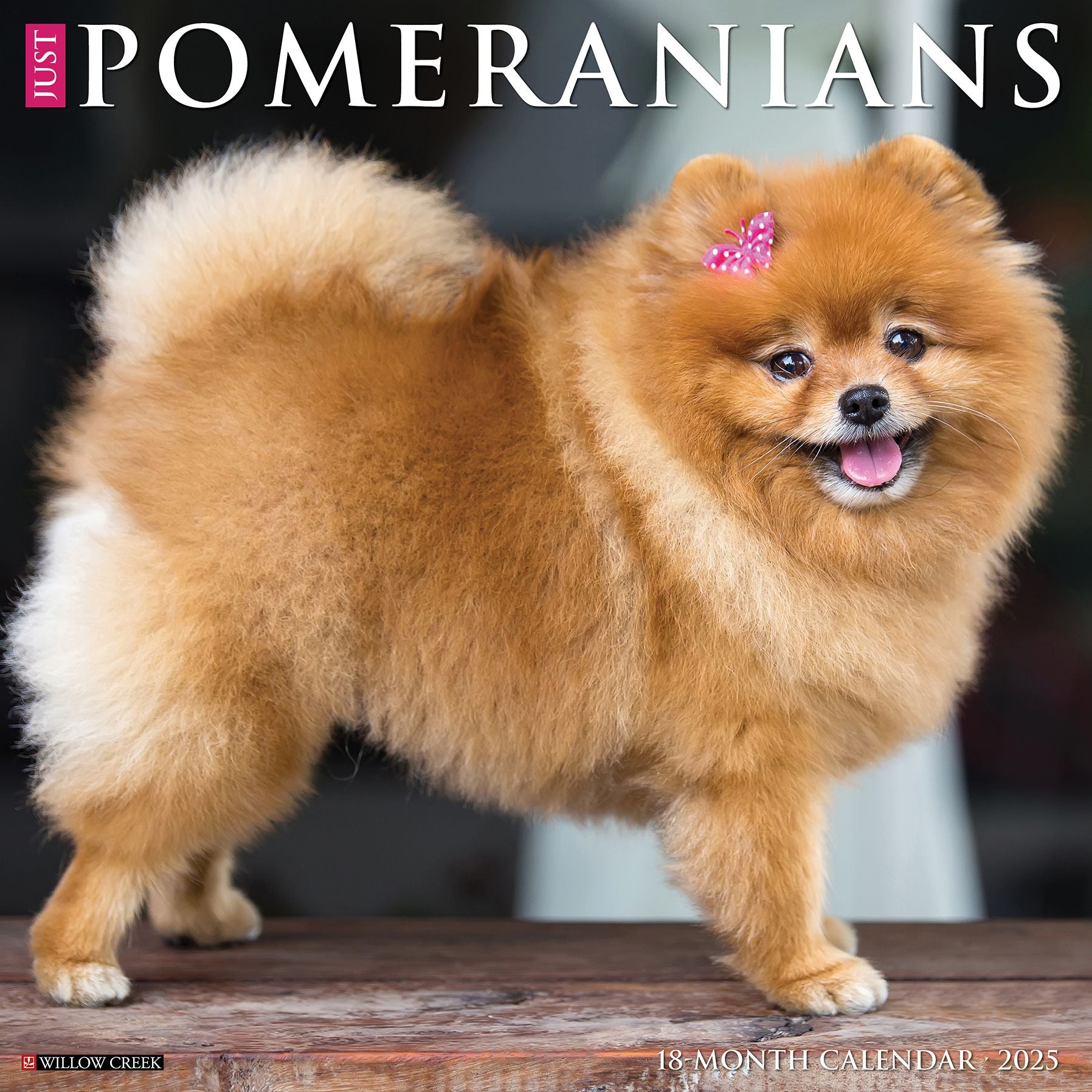 Pomeranians 2026 Wall Calendar
