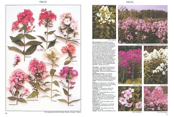Perennials: The Definitive Reference With Over 2,500 Photographs