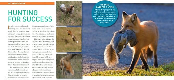 Exploring the World of Foxes