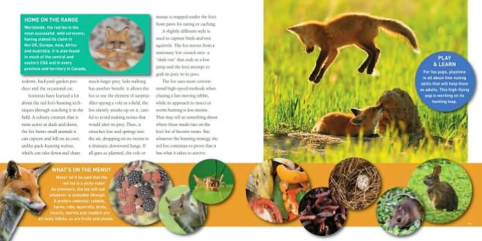 Exploring the World of Foxes