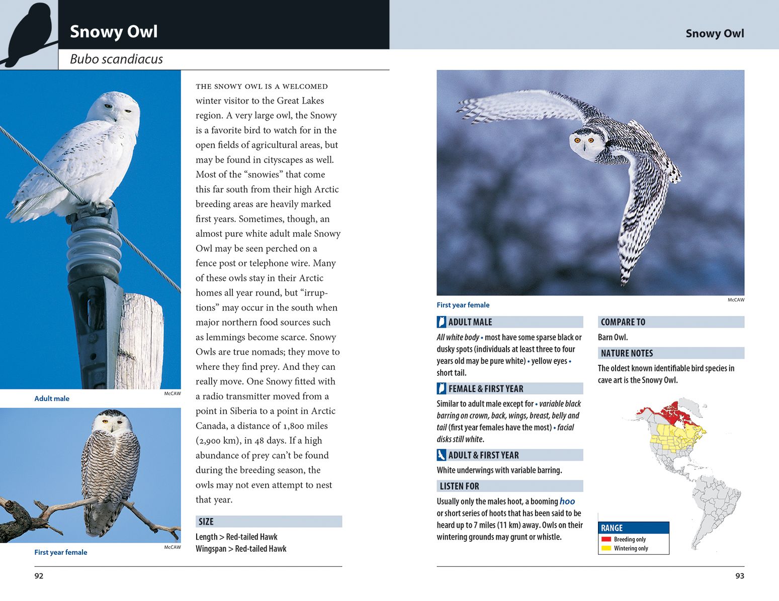 Hawks and Owls of Eastern North America