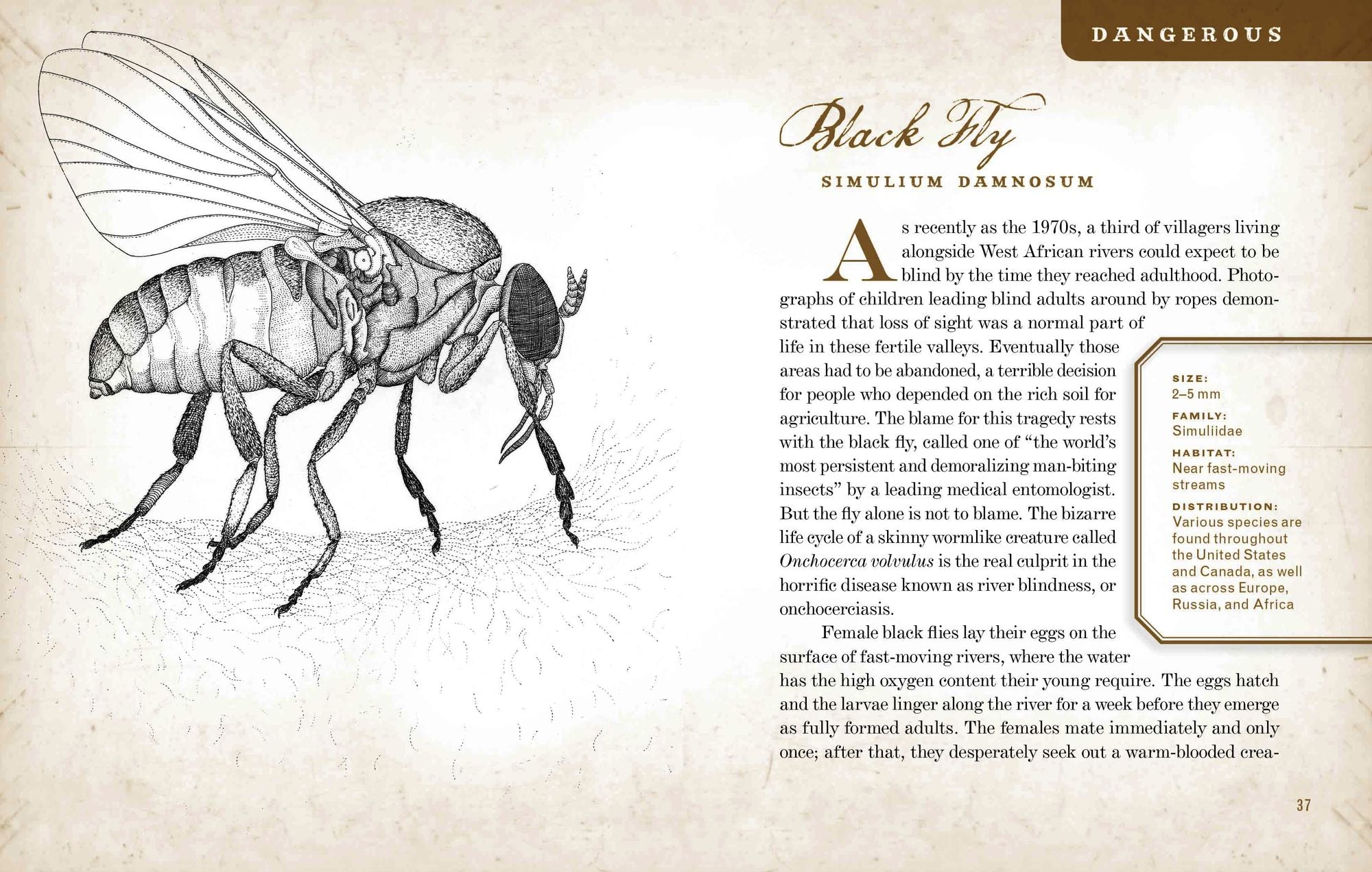 Wicked Bugs: The Louse That Conquered Napoleon's Army & Other Diabolical Insects