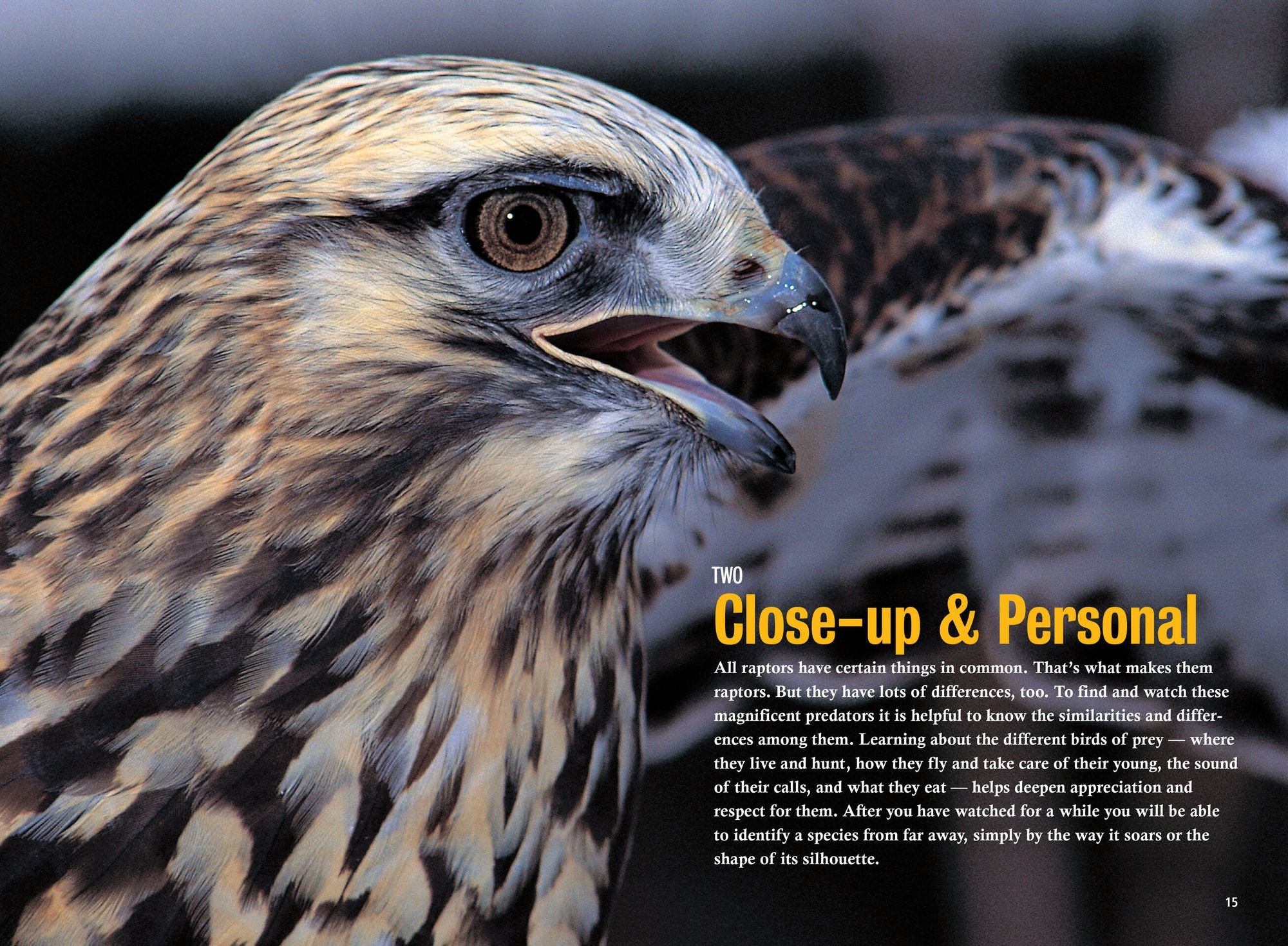 Raptor!: A Kid's Guide to Birds of Prey