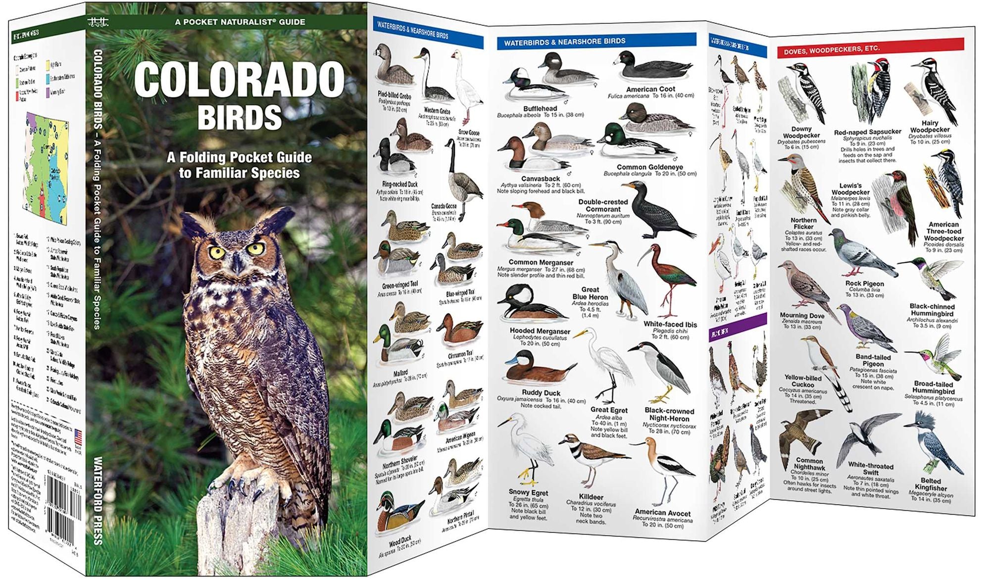 Colorado Birds: A Folding Pocket Guide to Familiar Species