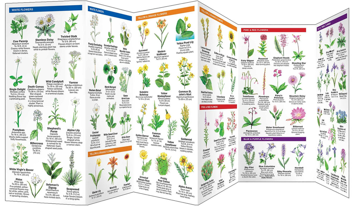 Colorado Trees & Wildflowers: A Folding Pocket Guide to Familiar Plants