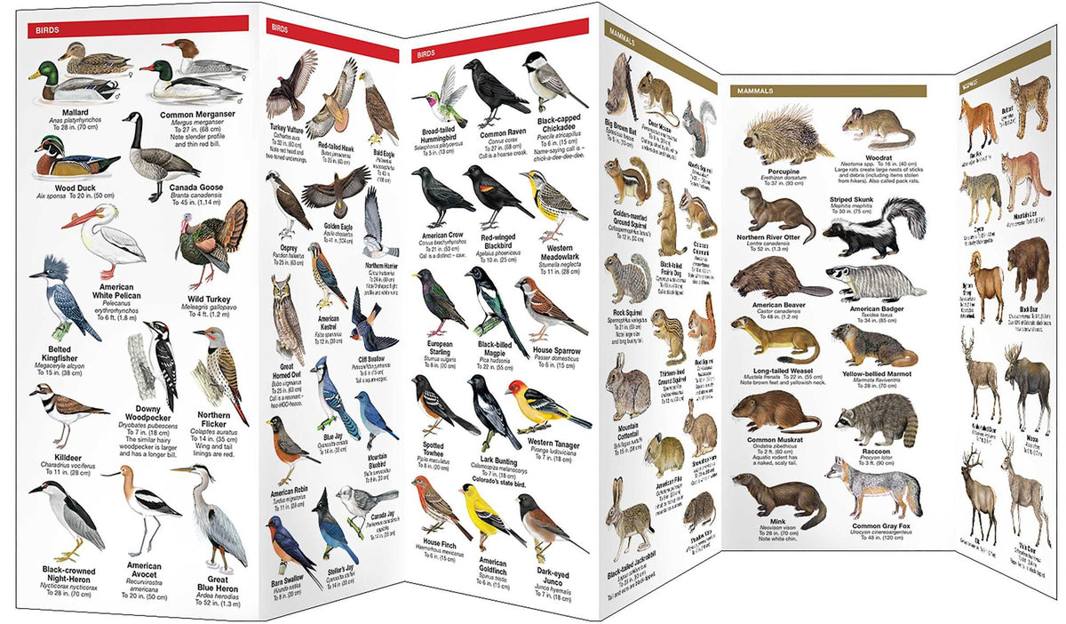 Colorado Wildlife: A Folding Pocket Guide to Familiar Animals