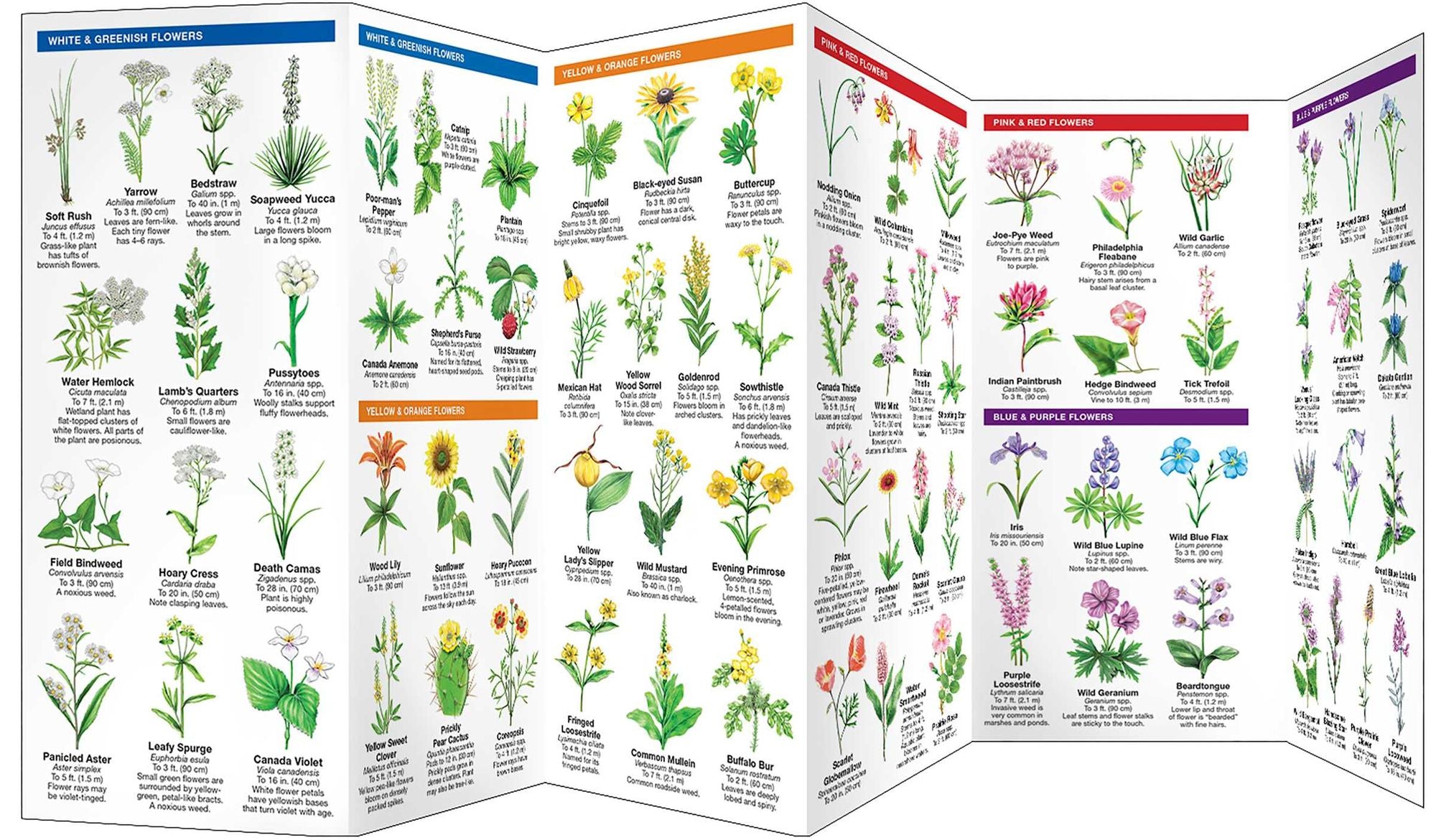 South Dakota Trees & Wildflowers: A Folding Pocket Guide to Familiar Plants