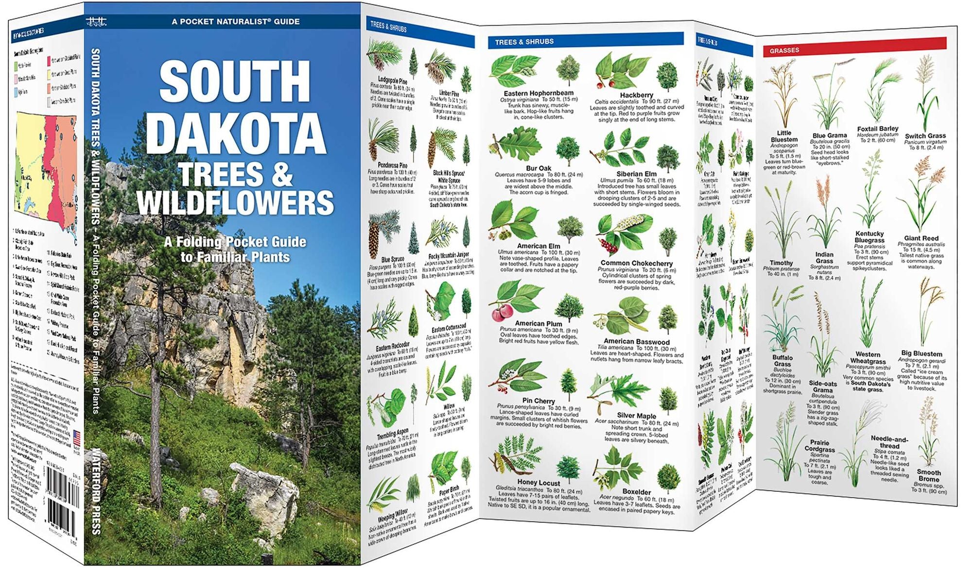 South Dakota Trees & Wildflowers: A Folding Pocket Guide to Familiar Plants