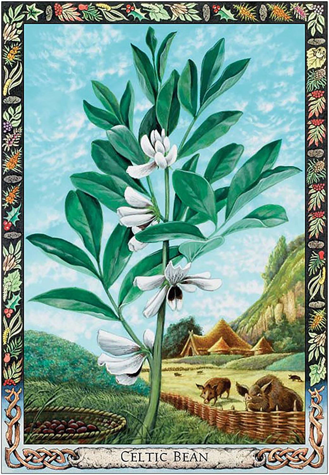 The Druid Plant Oracle: Working with the Magical Flora of the Druid Tradition (36 Cards and 144 Page Guidebook)