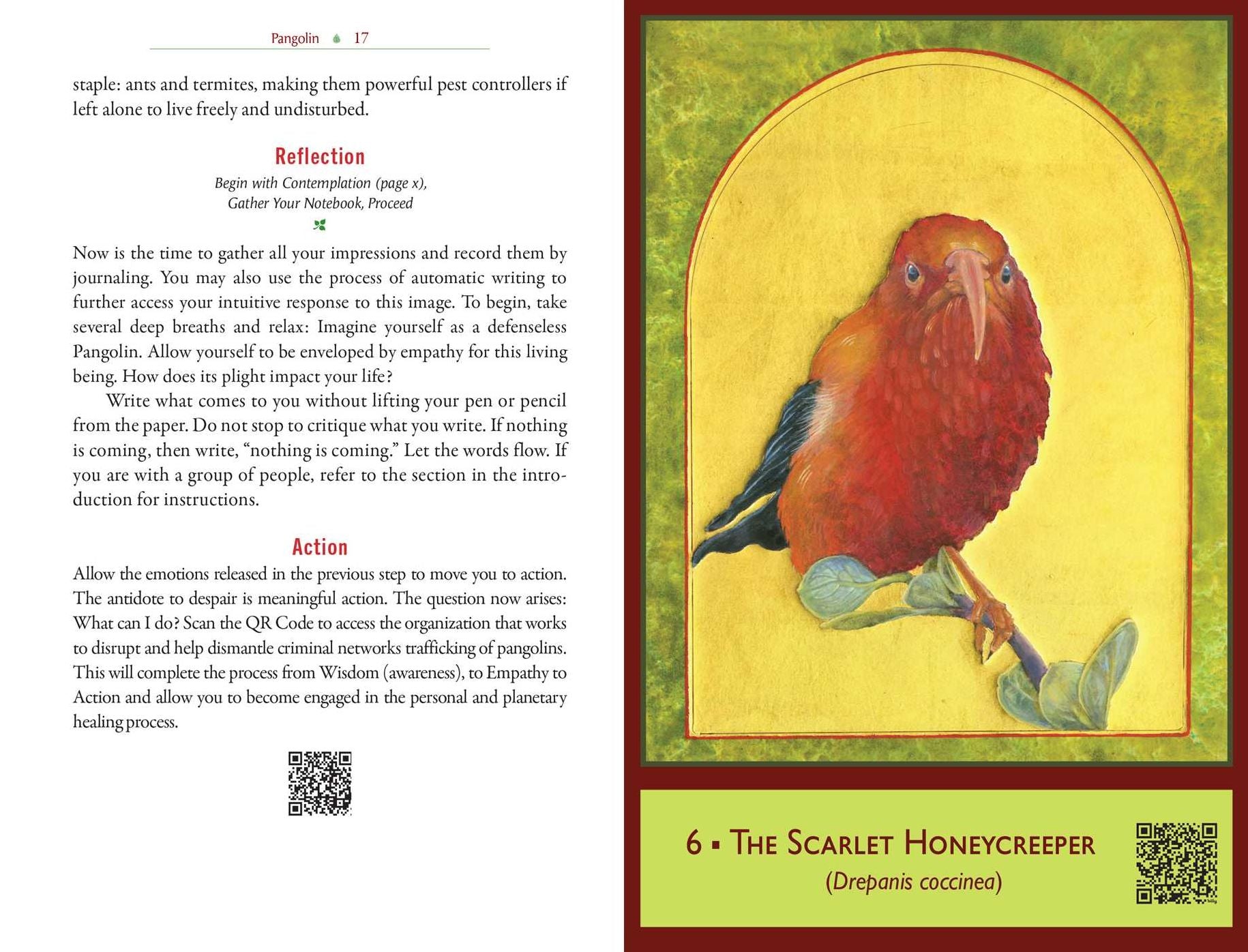 The Sacred Biodiversity Oracle: A 36-Card Deck and Guidebook