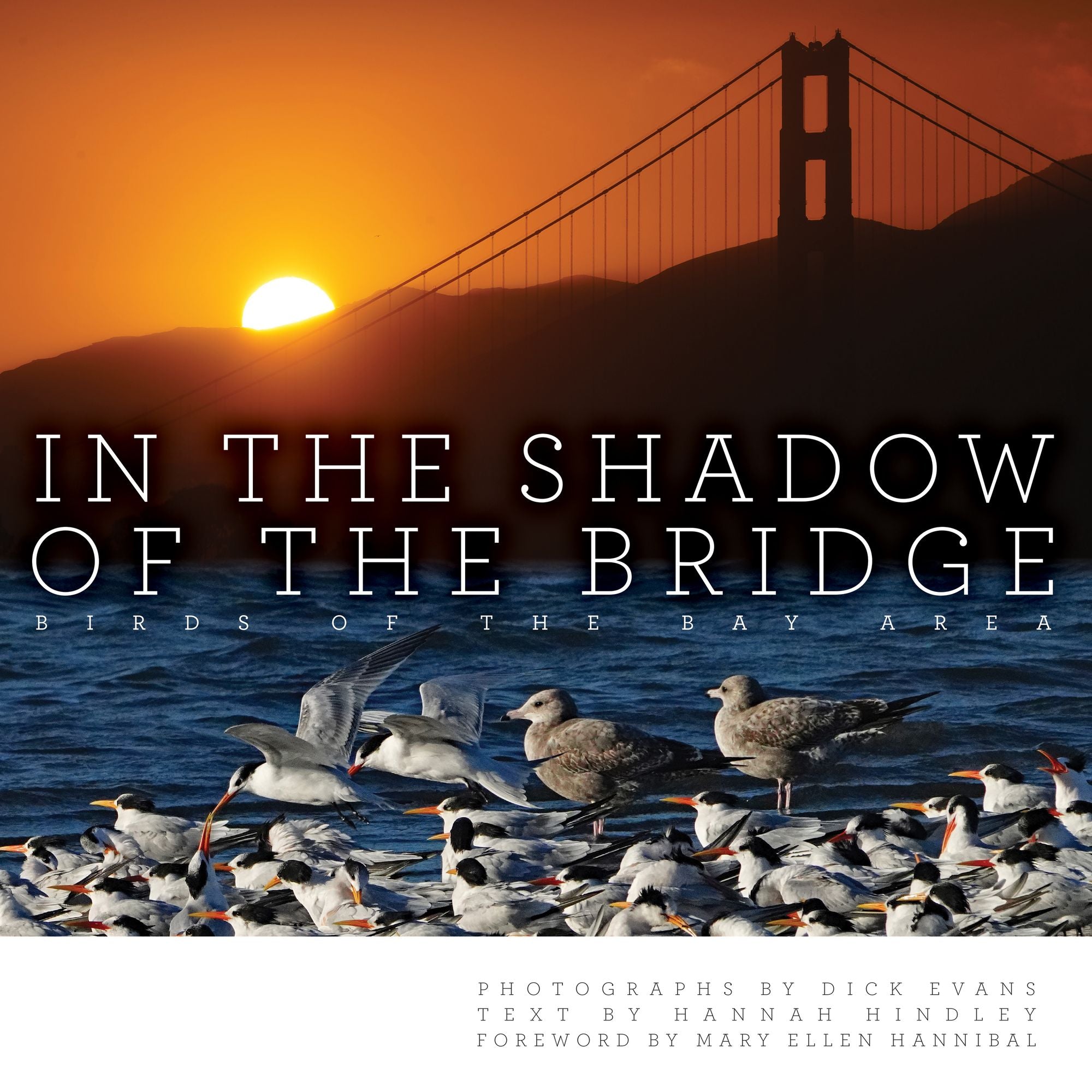 In the Shadow of the Bridge: Birds of the Bay Area