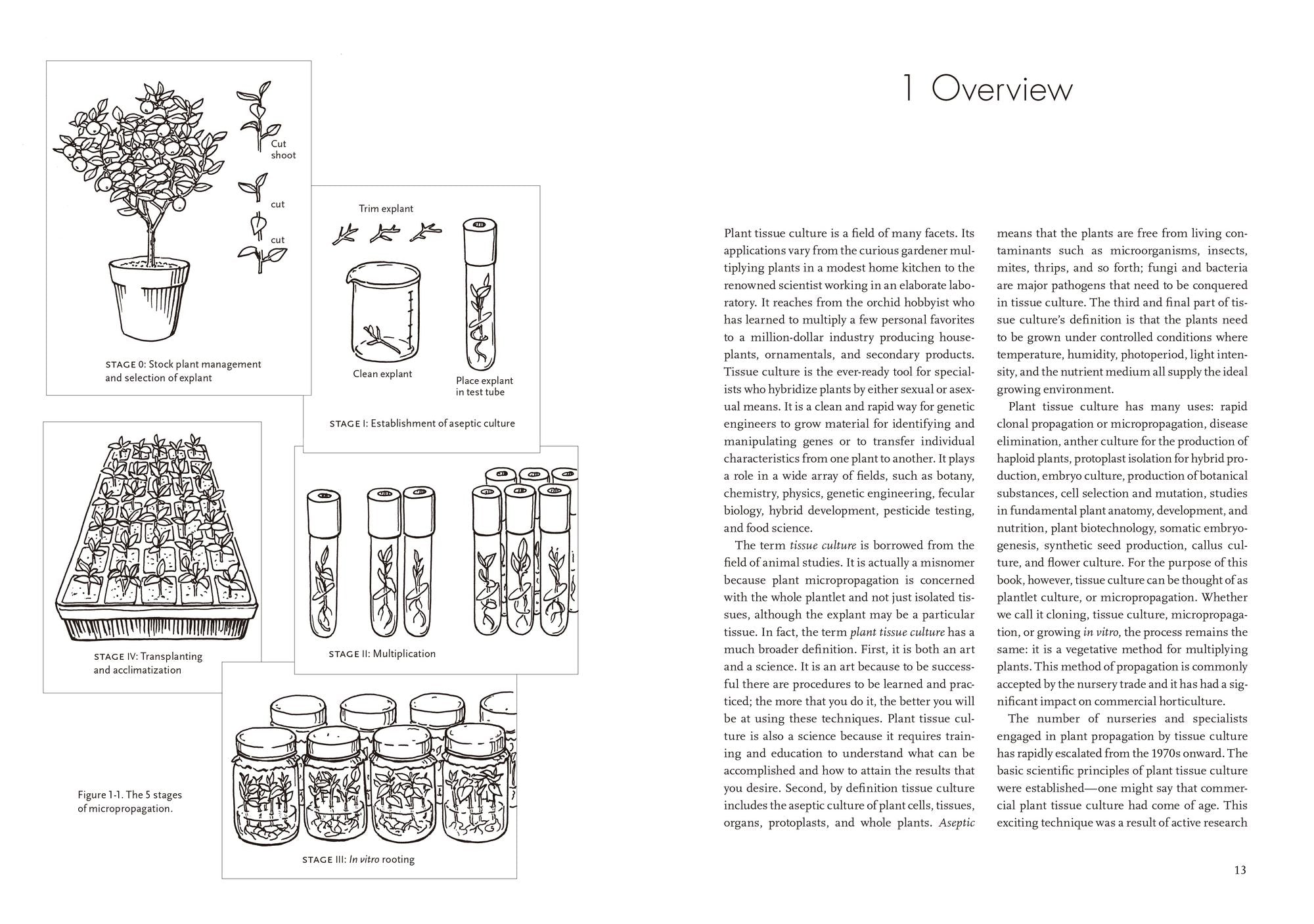 Plants from Test Tubes: An Introduction to Micropropogation