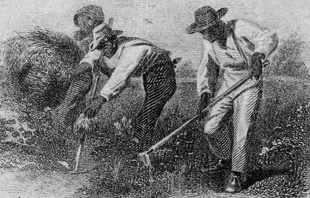 The American Slave Coast: A History of the Slave-Breeding Industry