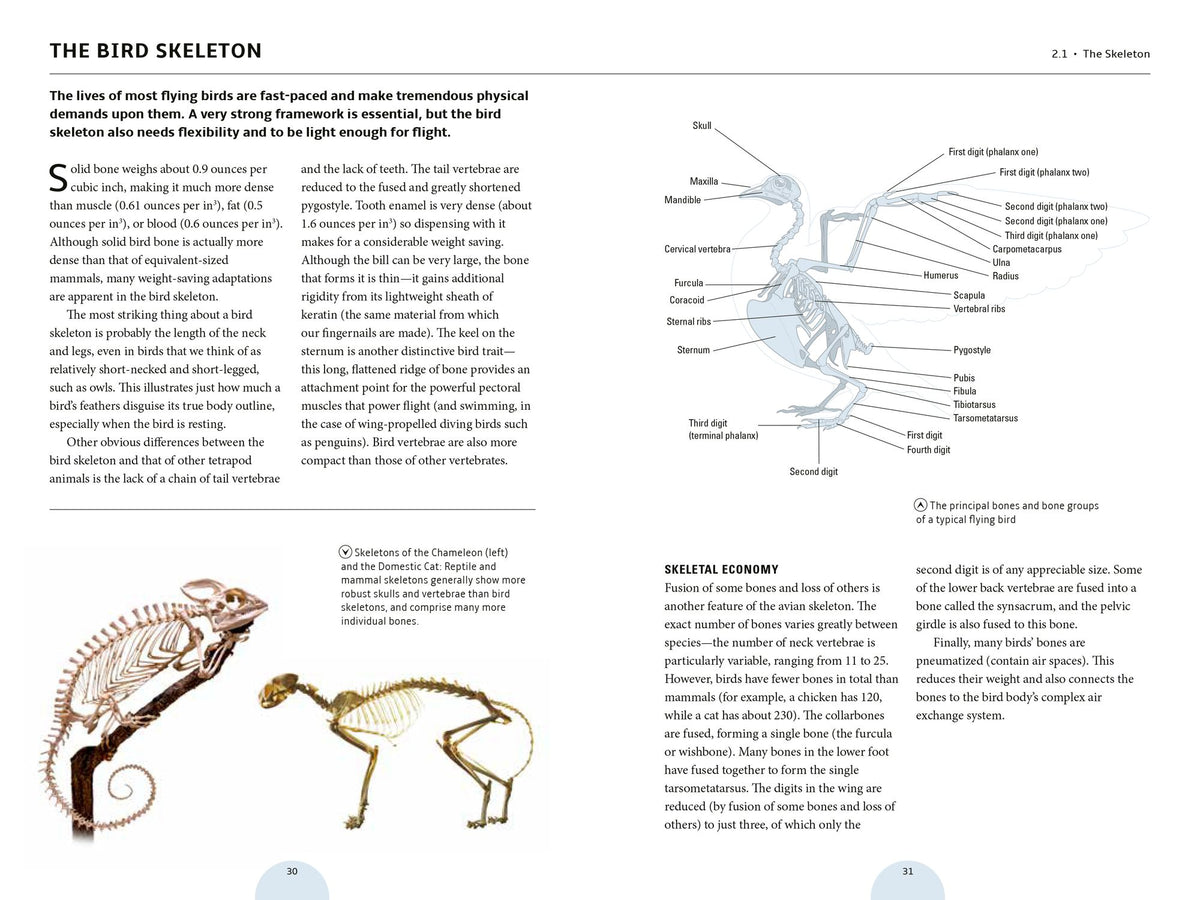 How Birds Work: An Illustrated Guide to the Wonders of Form and Function - from Bones to Beak