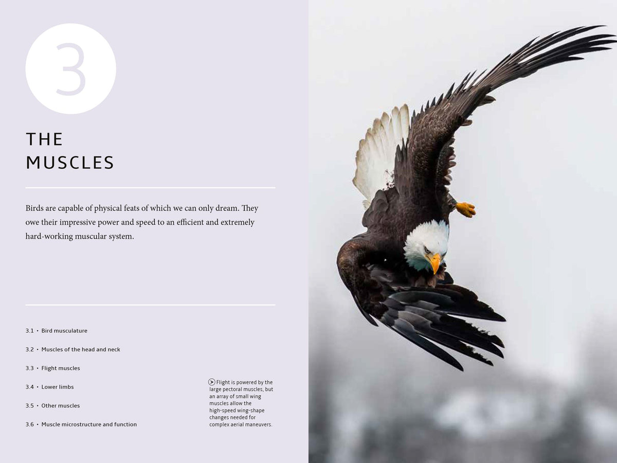 How Birds Work: An Illustrated Guide to the Wonders of Form and Function - from Bones to Beak