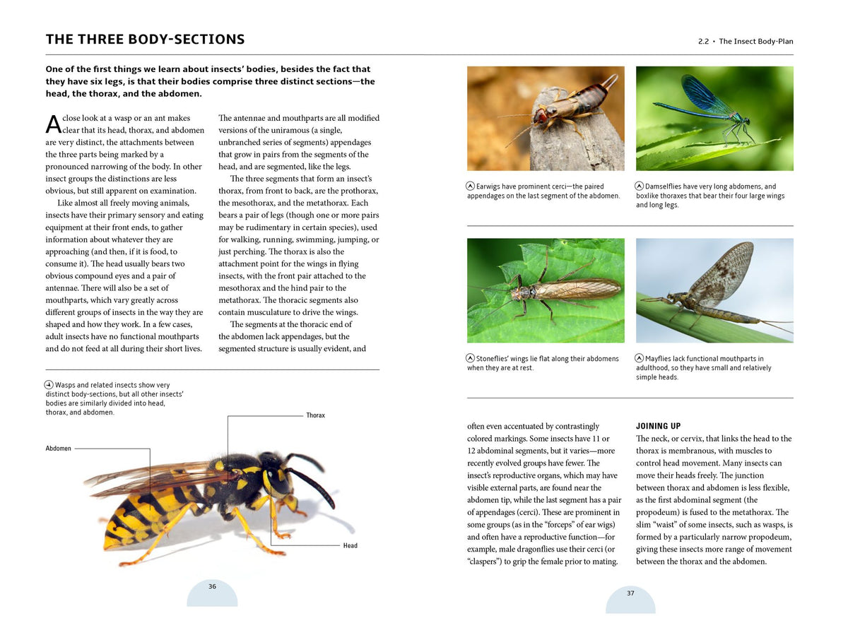 How Insects Work: An Illustrated Guide to the Wonders of Form and Function - from Antennae to Wings