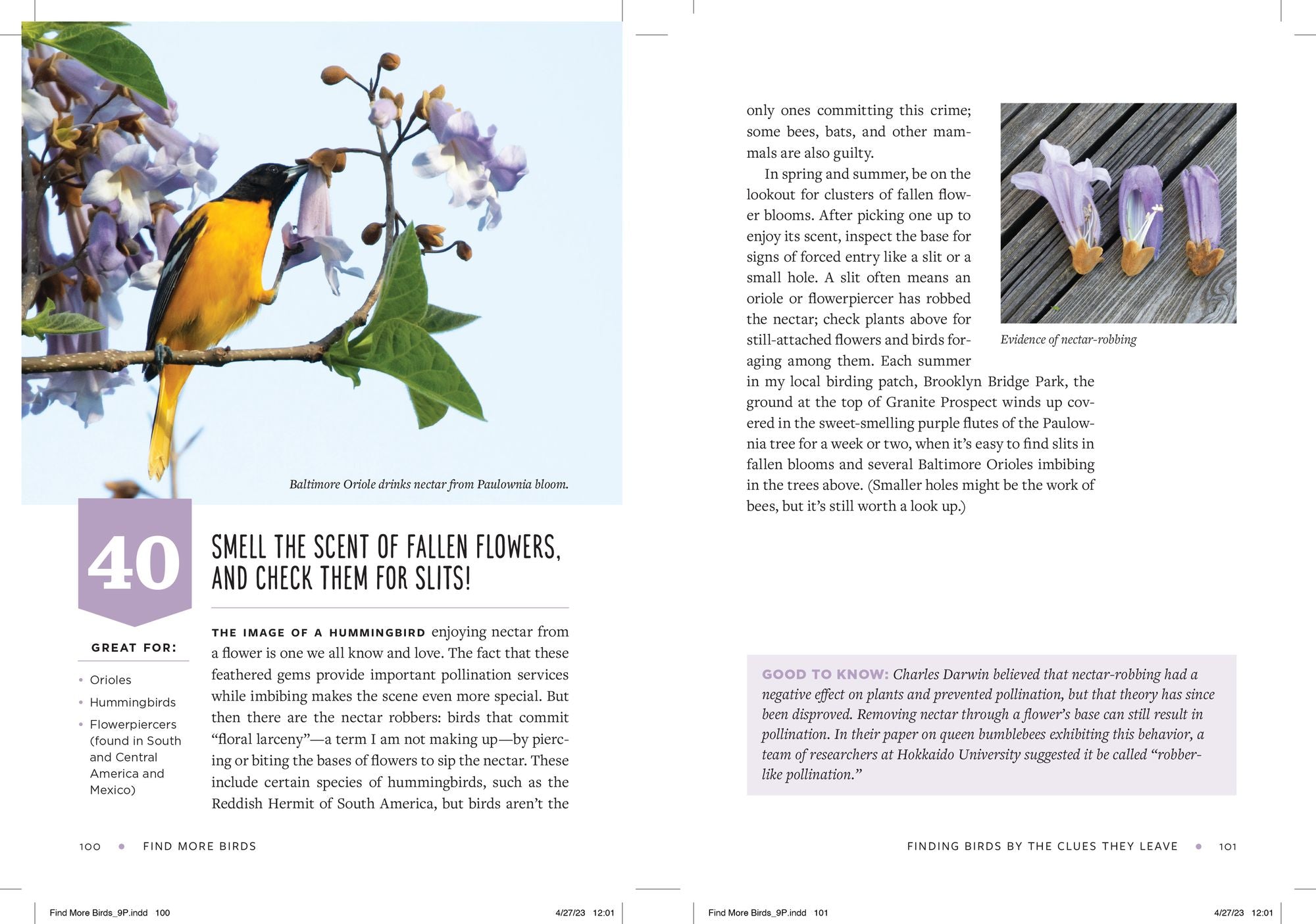Find More Birds: 111 Surprising Ways to Spot Birds Wherever You Are