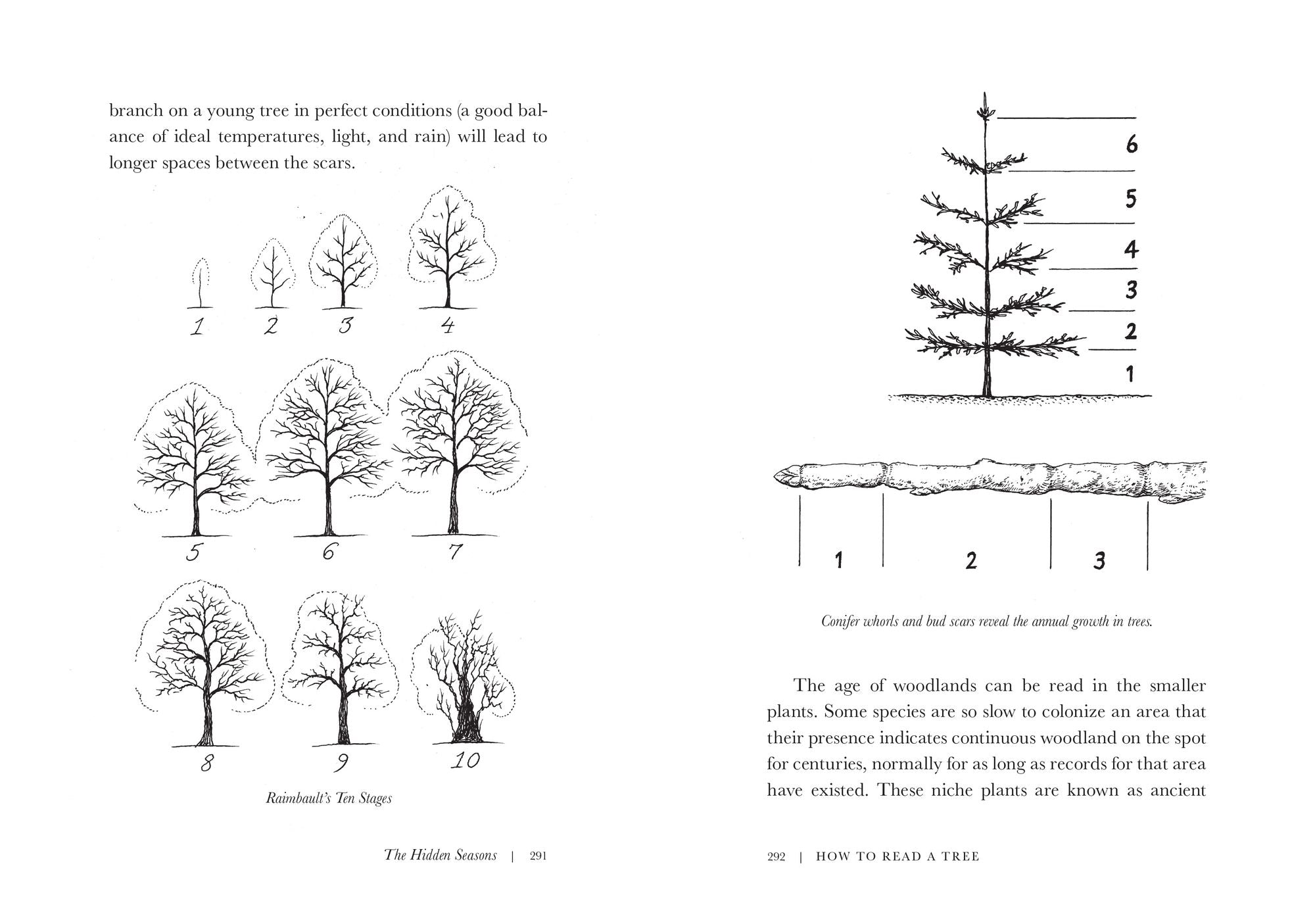 How to Read a Tree: Clues and Patterns from Bark to Leaves