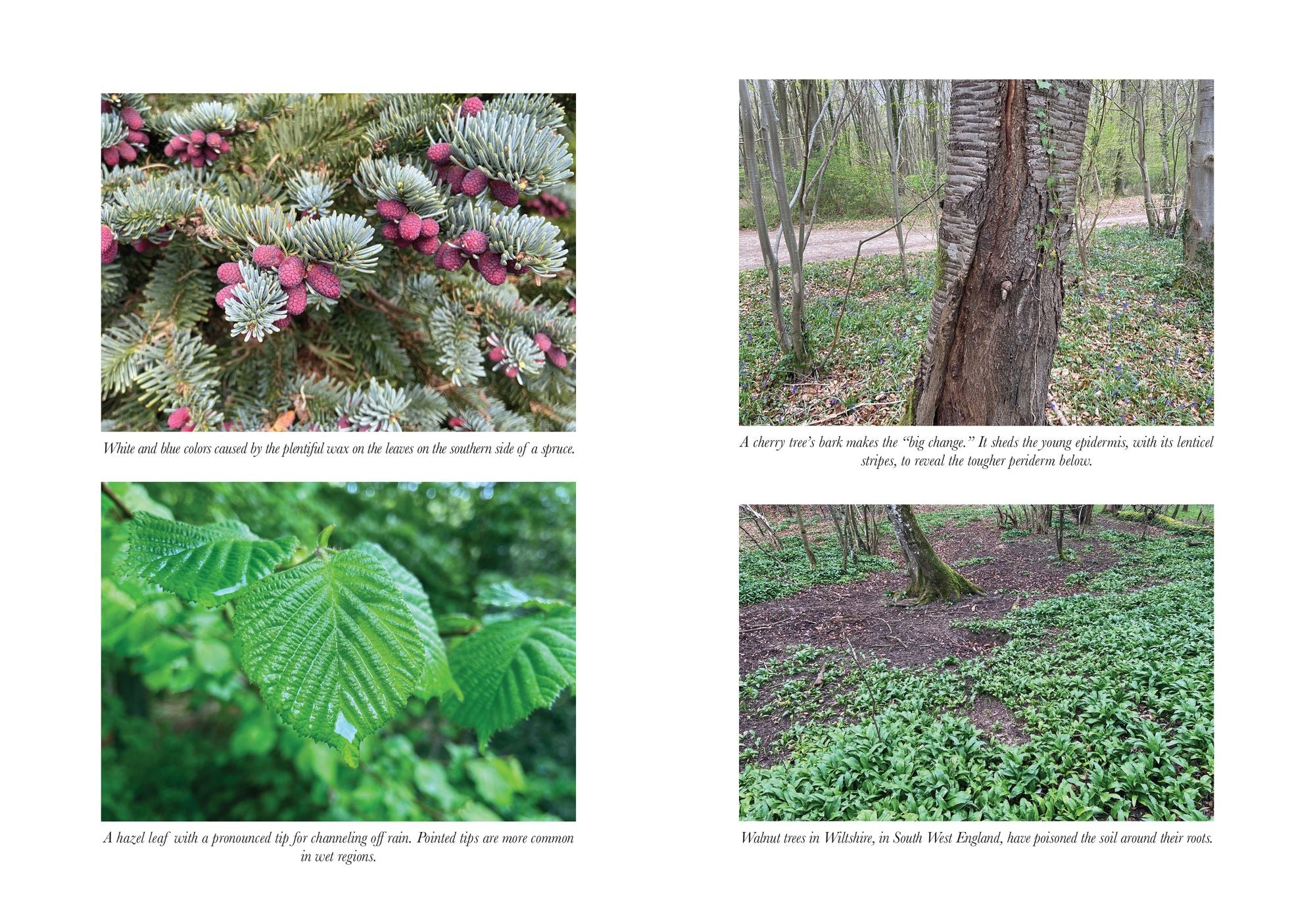 How to Read a Tree: Clues and Patterns from Bark to Leaves