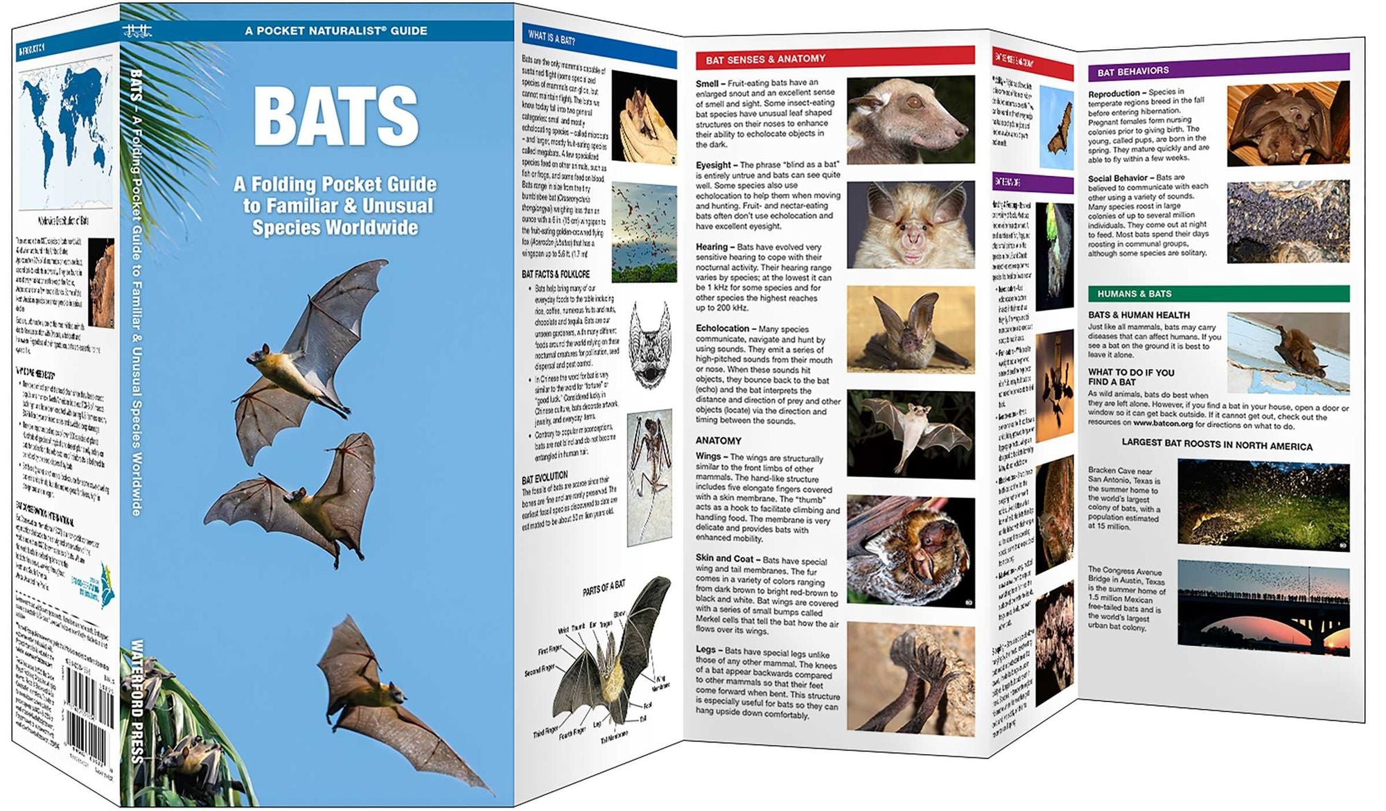 Bats: A Folding Pocket Guide to Familiar & Unusual Species Worldwide