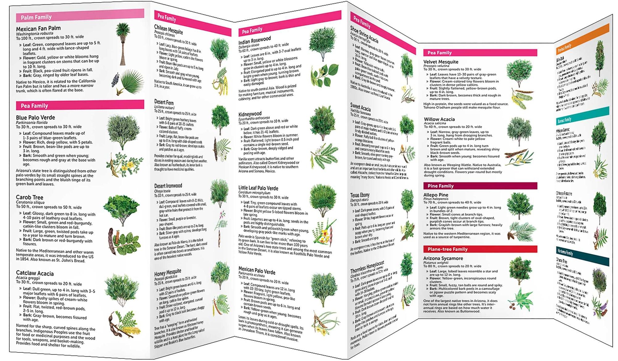Phoenix Trees: A Folding Pocket Guide to Native & Other Distinctive Species