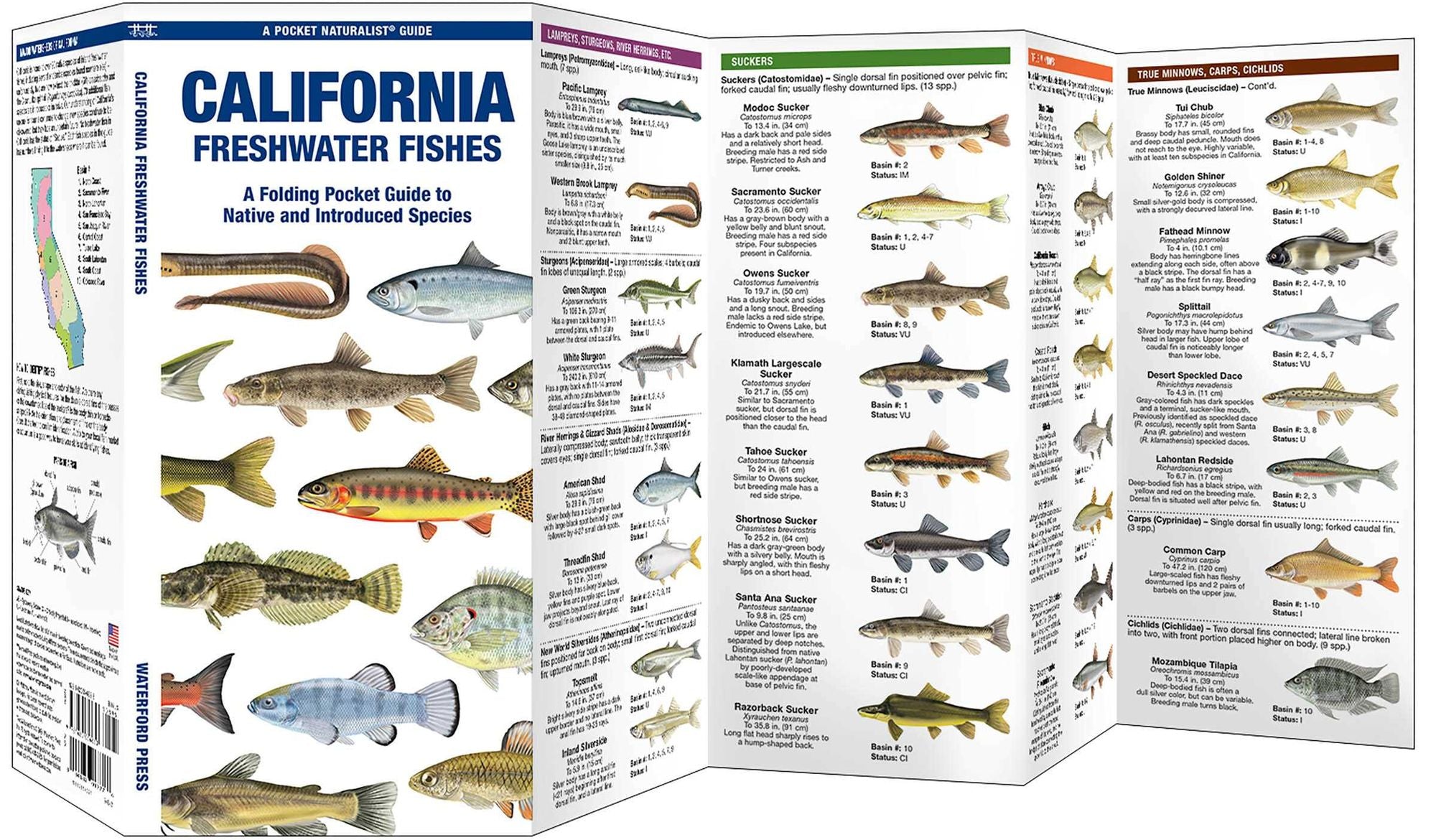 California Freshwater Fishes: A Folding Pocket Guide to Native and Introduced Species