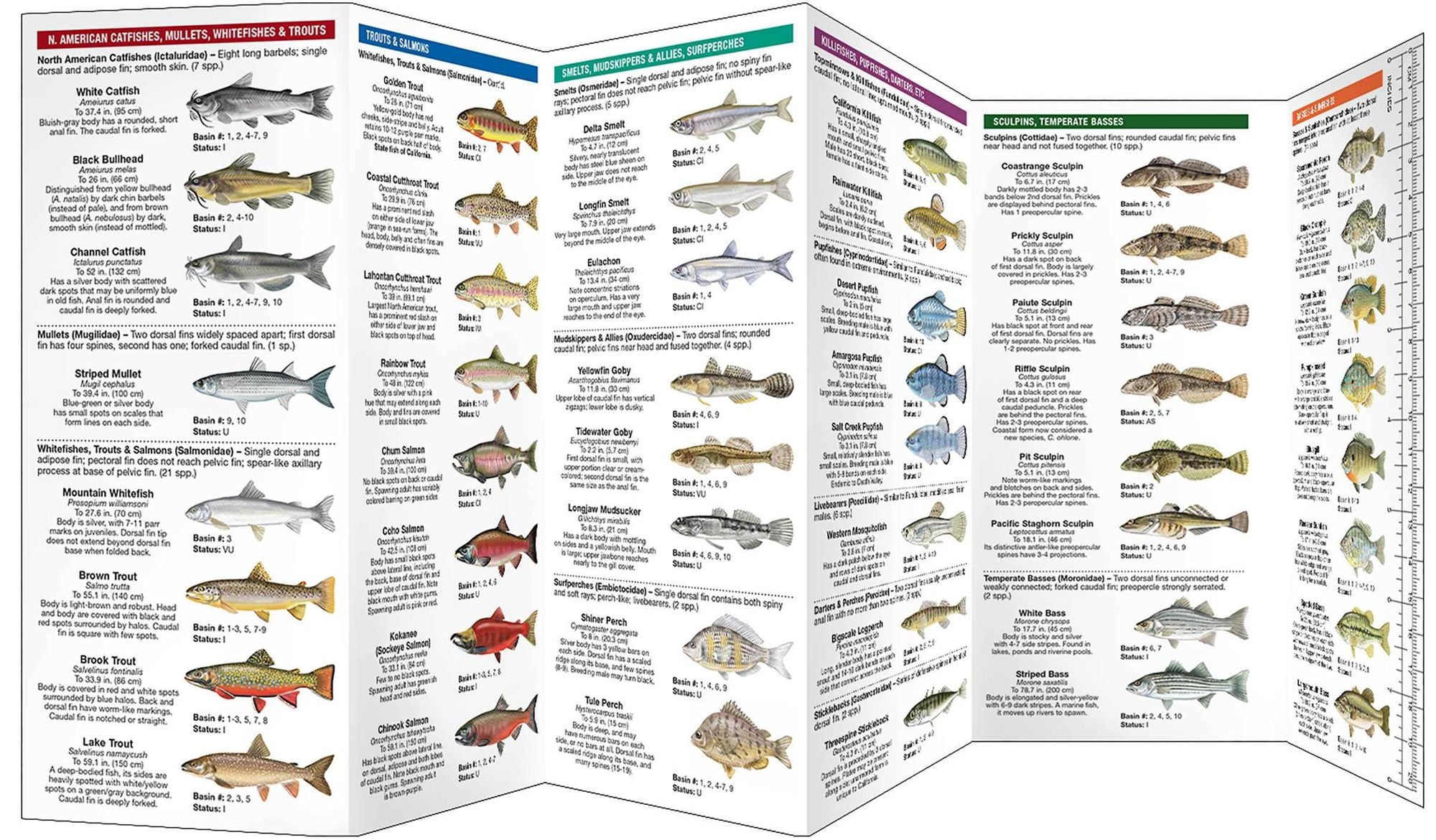 California Freshwater Fishes: A Folding Pocket Guide to Native and Introduced Species