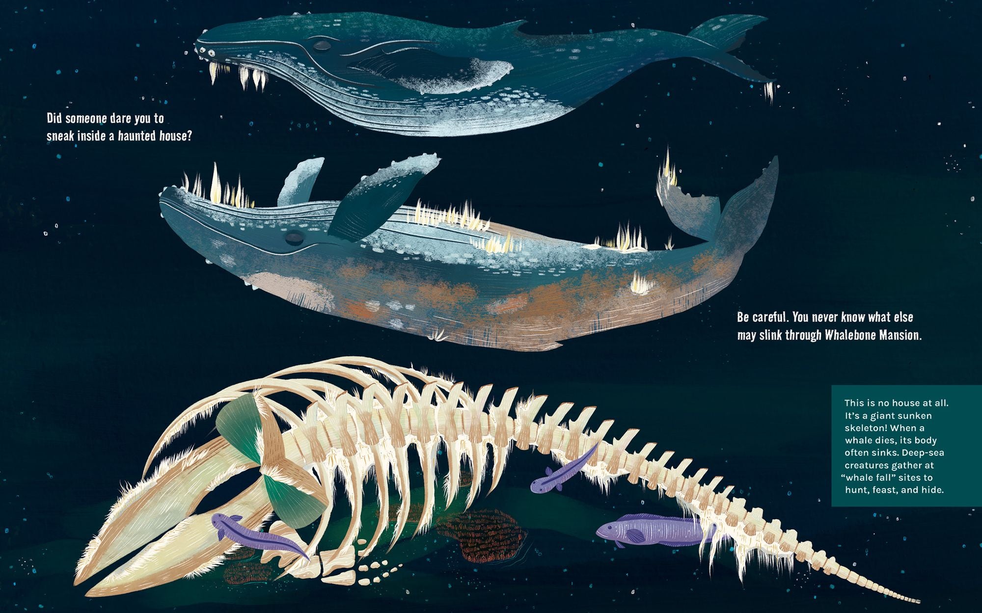 Welcome to Whalebone Mansion: Creatures That Lurk at a Whale Fall