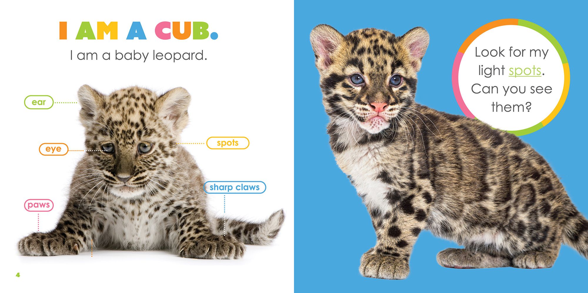Baby Leopards