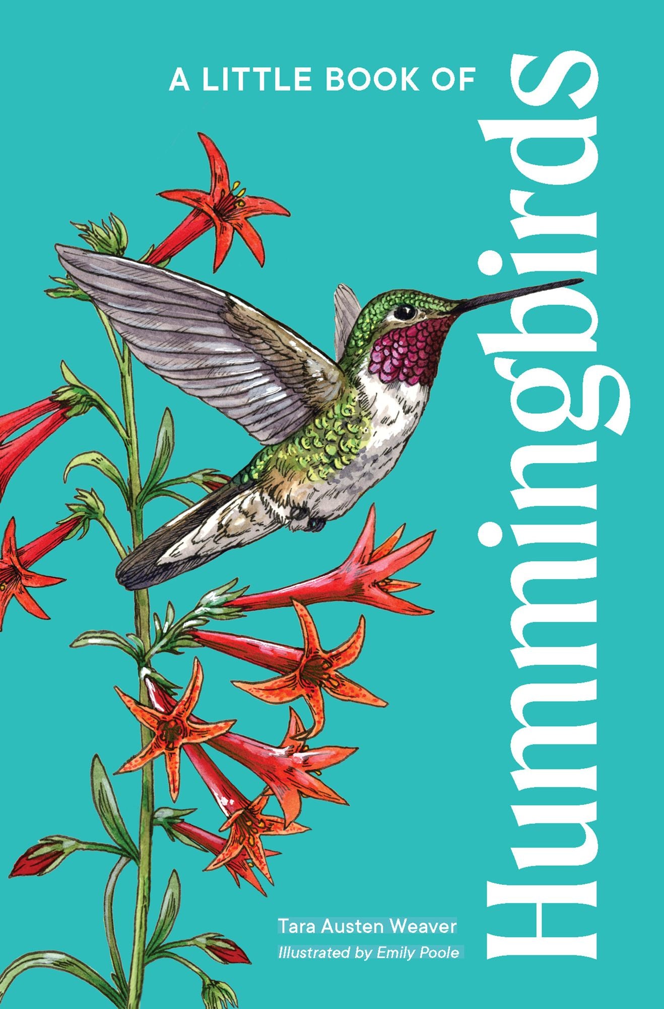 A Little Book of Hummingbirds: A Bird Identification Book